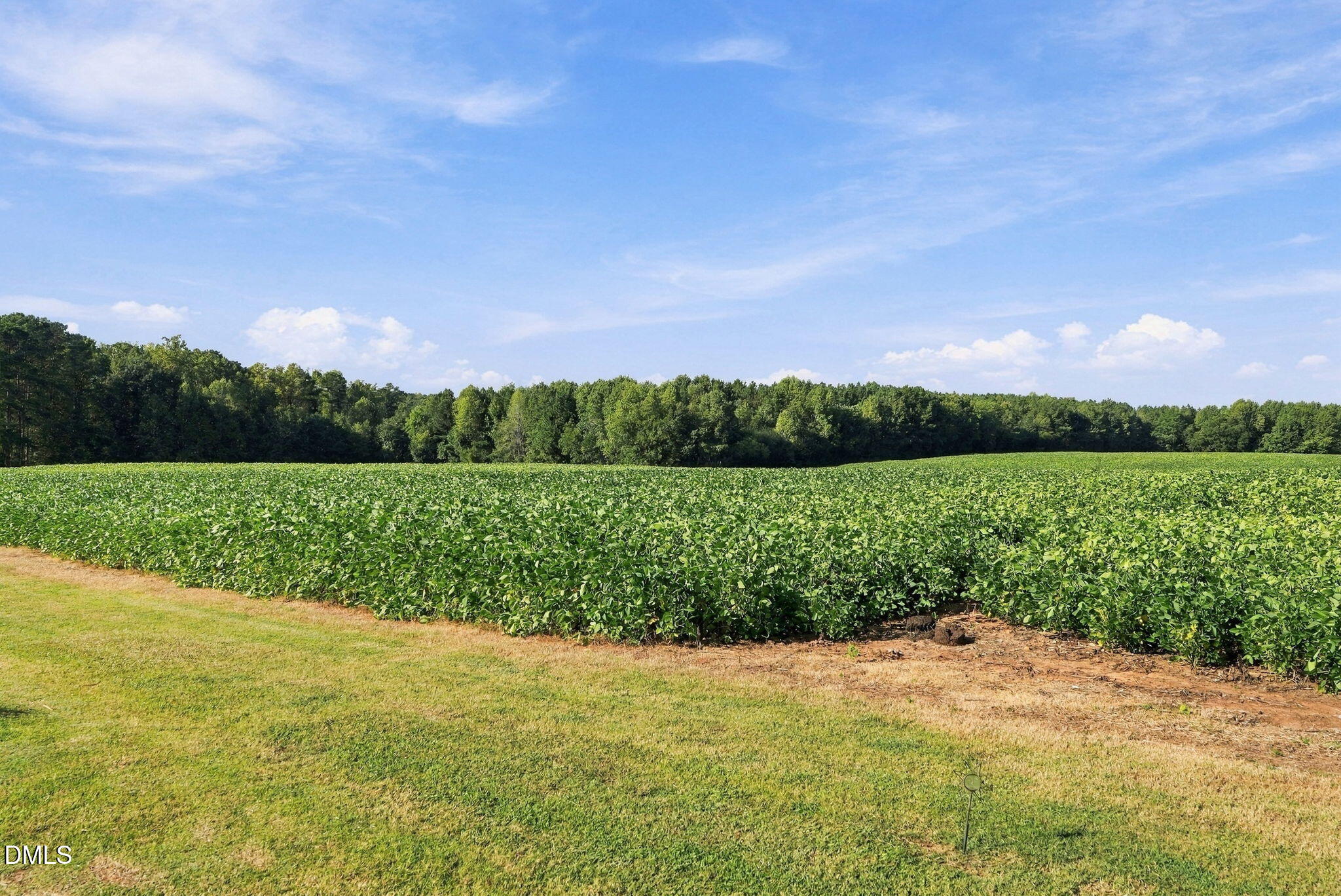 Green crop field bordered by trees, with mown grass and a broad blue sky.