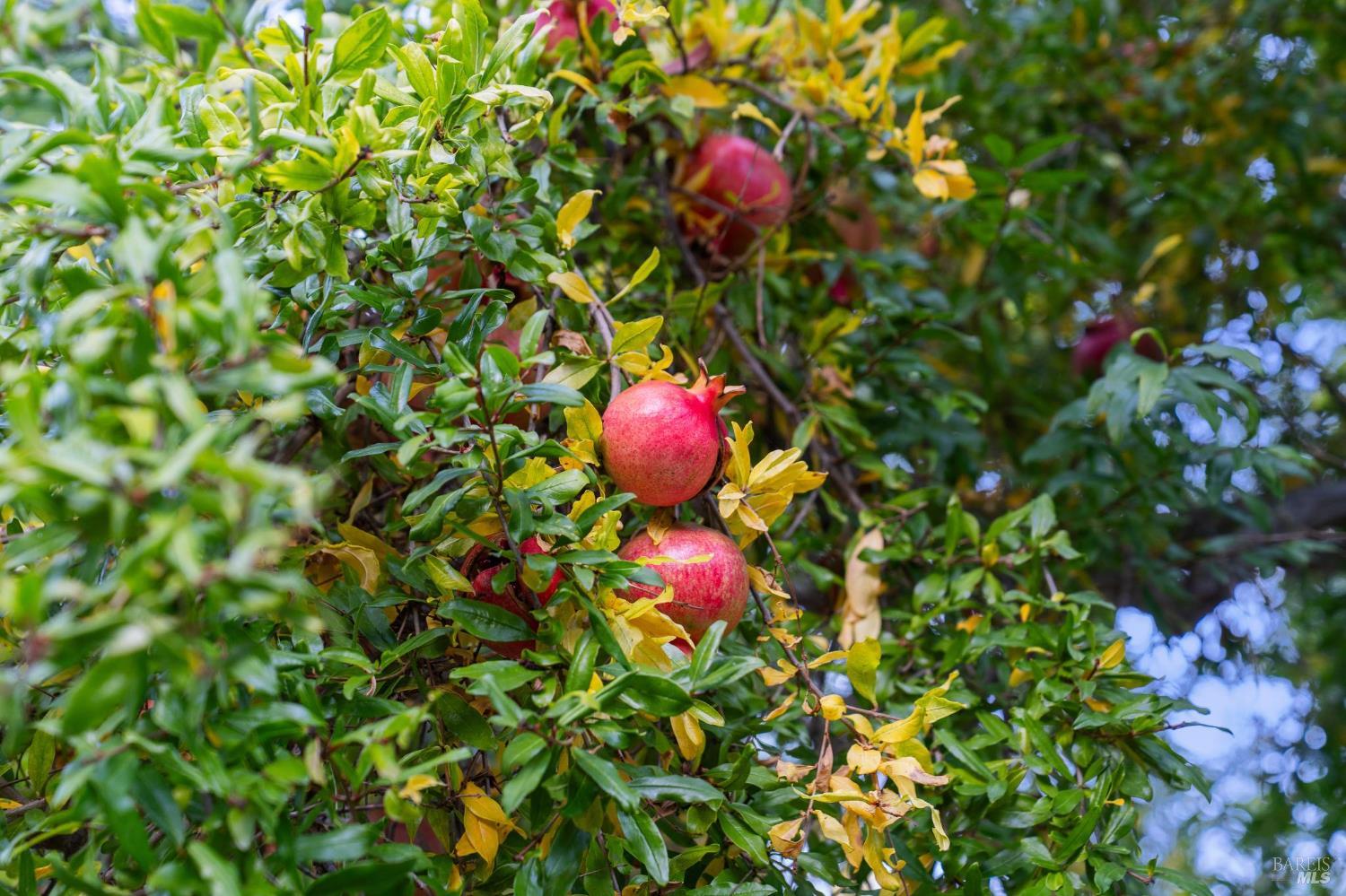 87 Mount Tallac Court