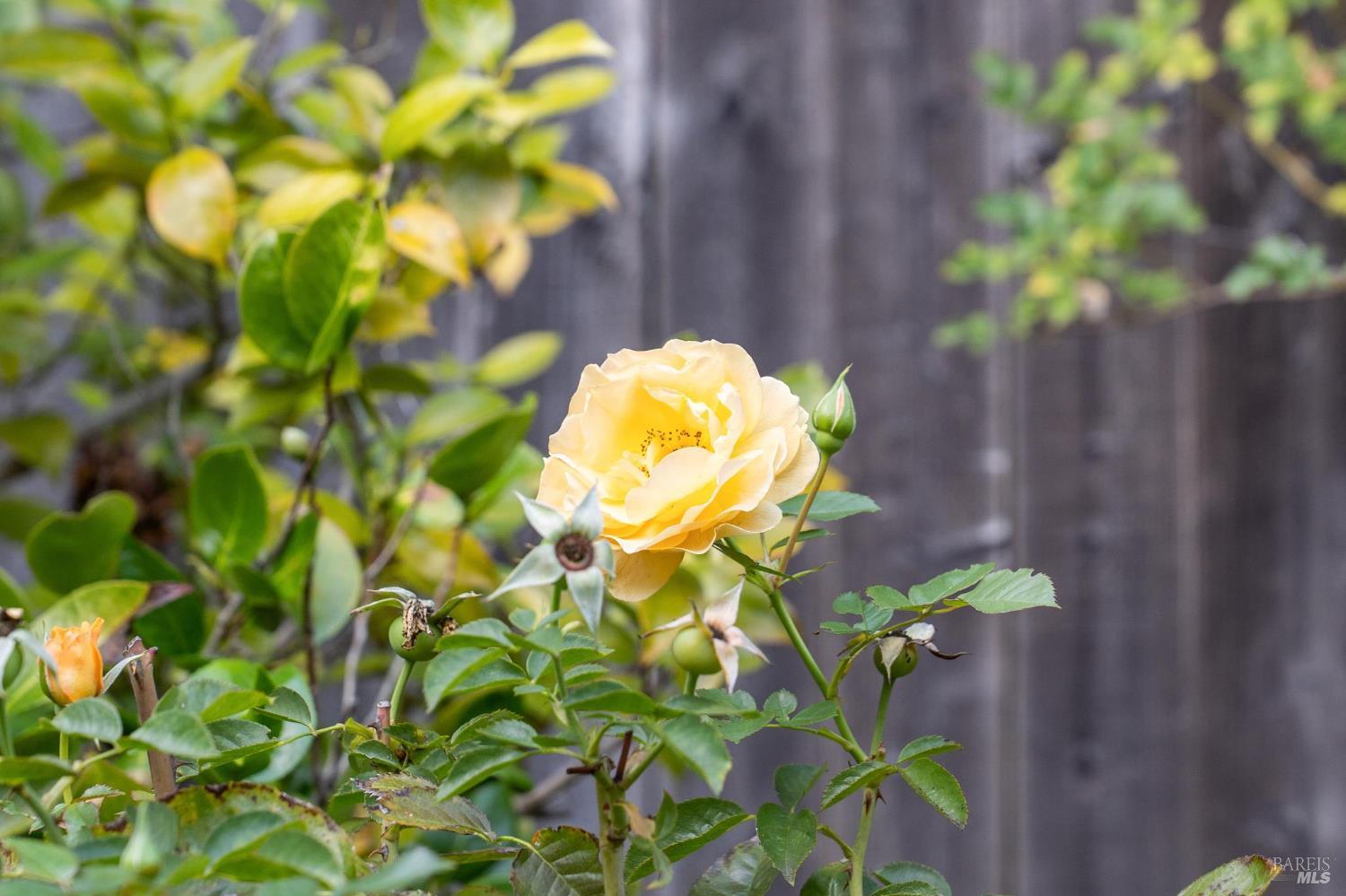 87 Mount Tallac Court