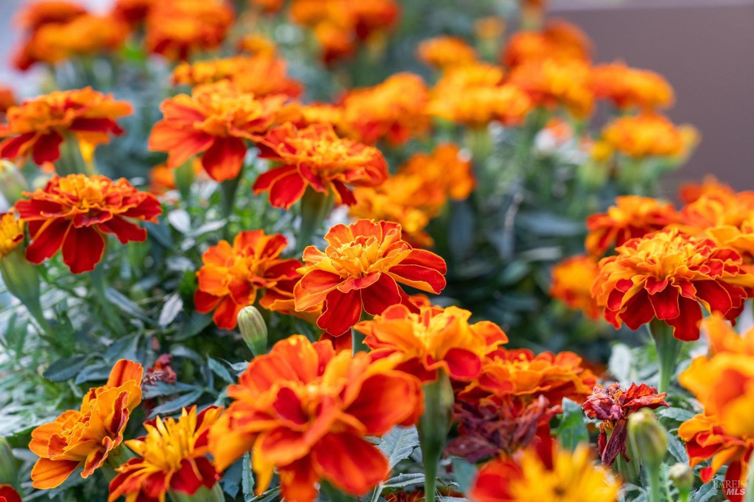 87 Mount Tallac Court