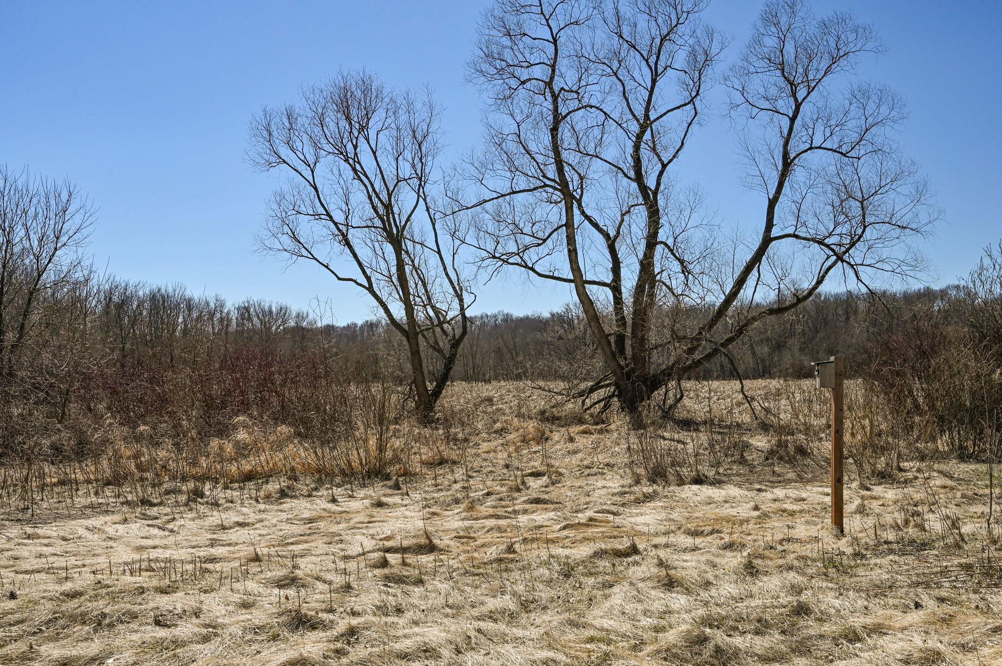 13331 White Pine Court N