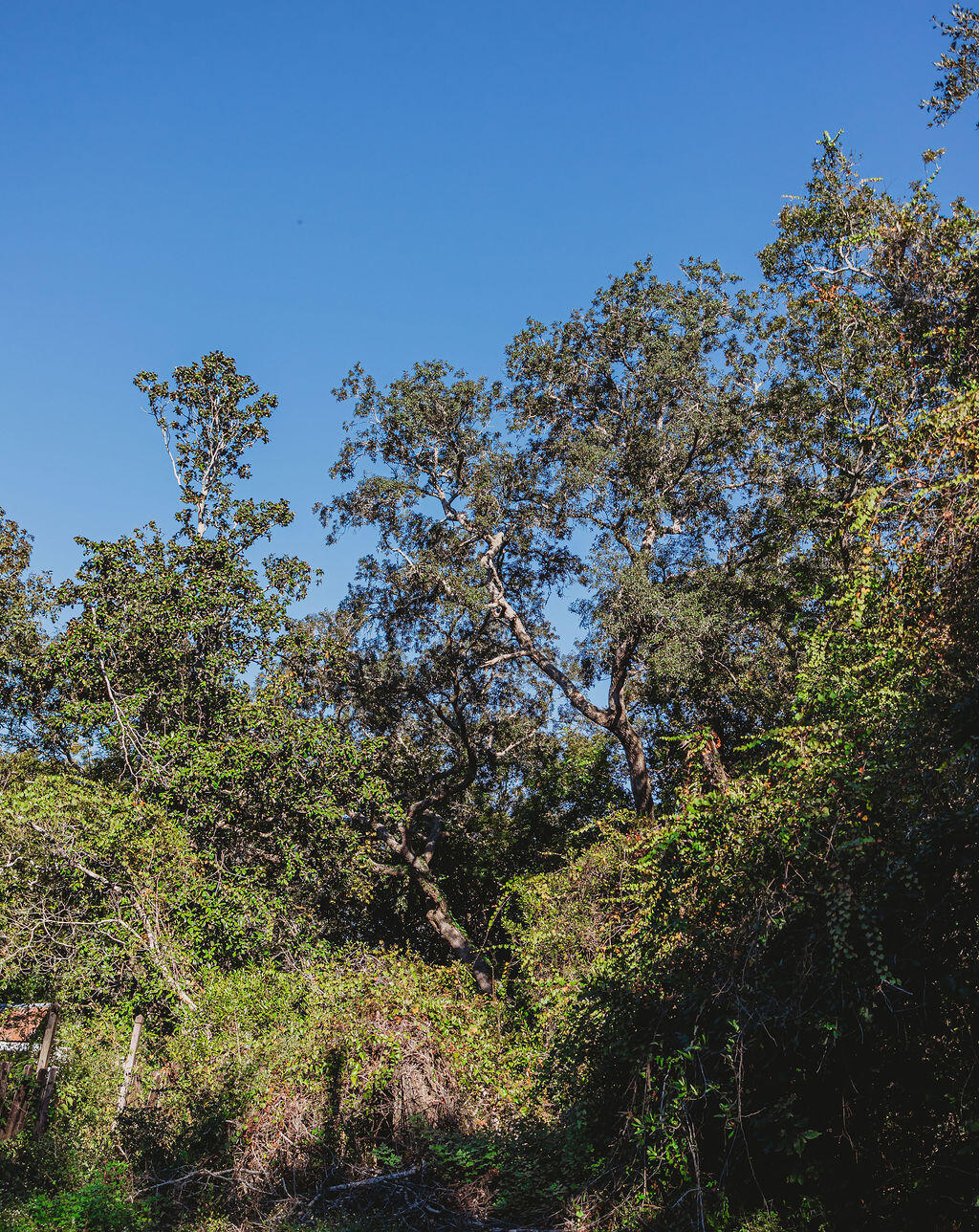 TBD Robert Avenue, Niceville