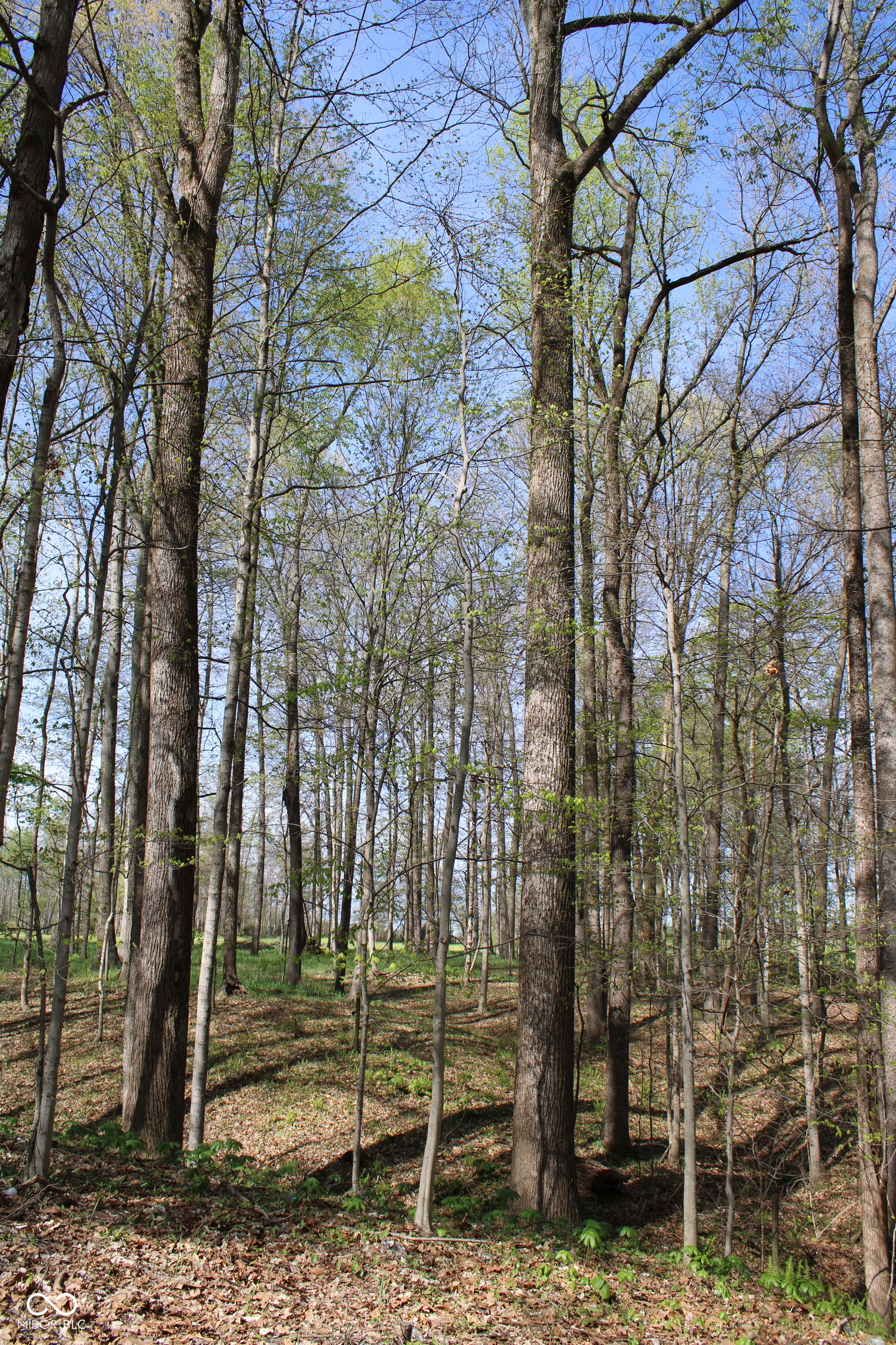 Tract E N County Road 225 W