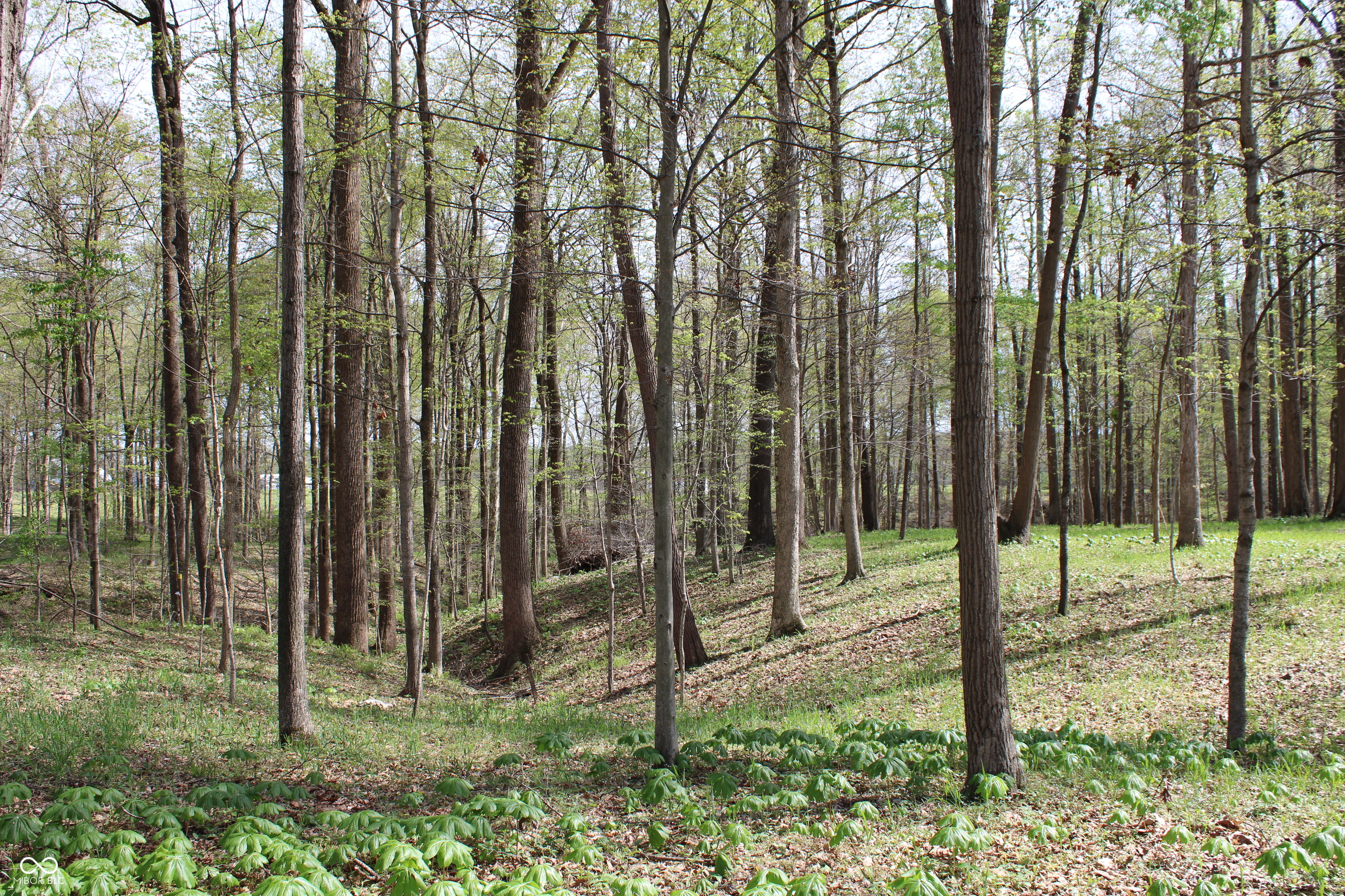 Tract E N County Road 225 W