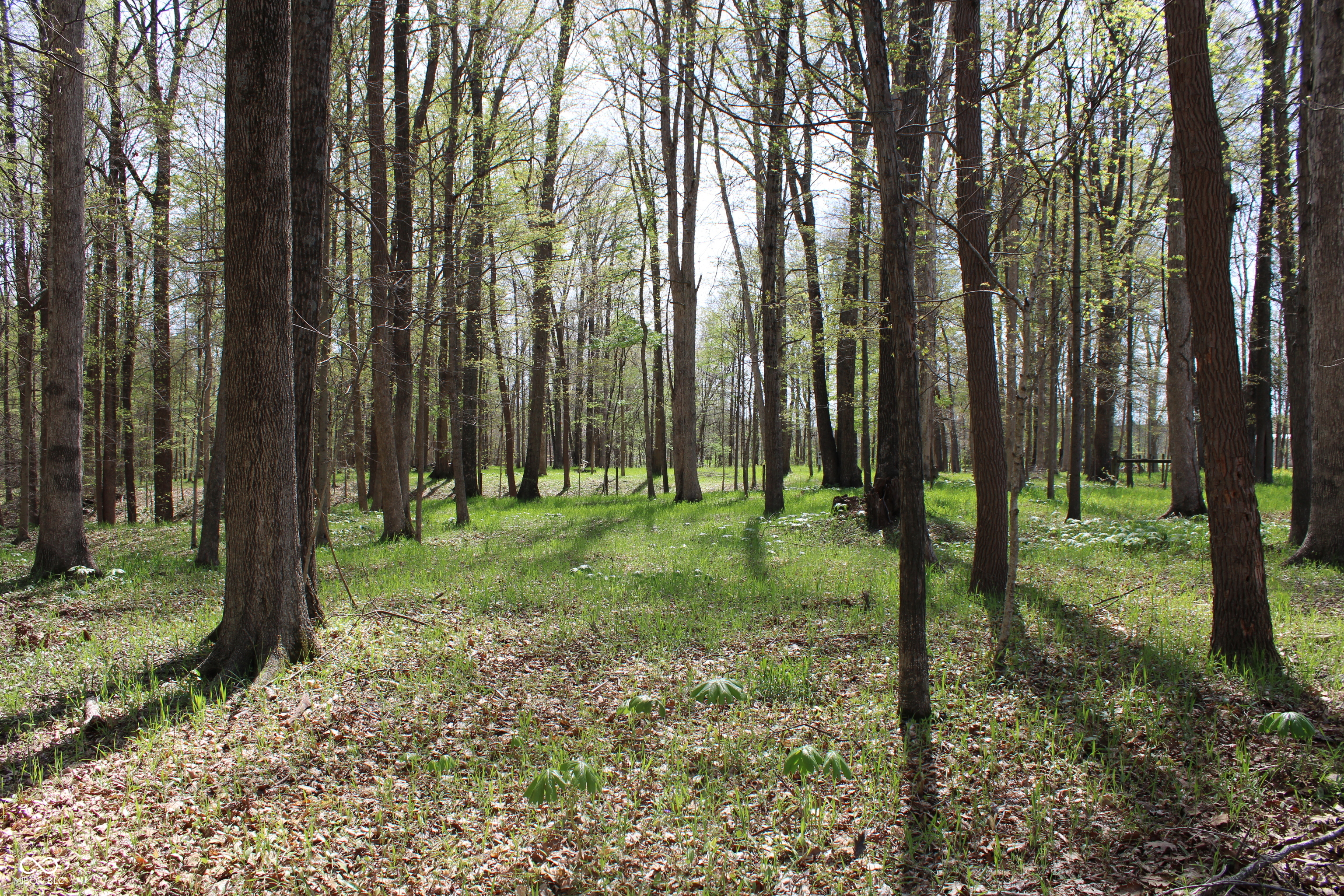 Tract E N County Road 225 W