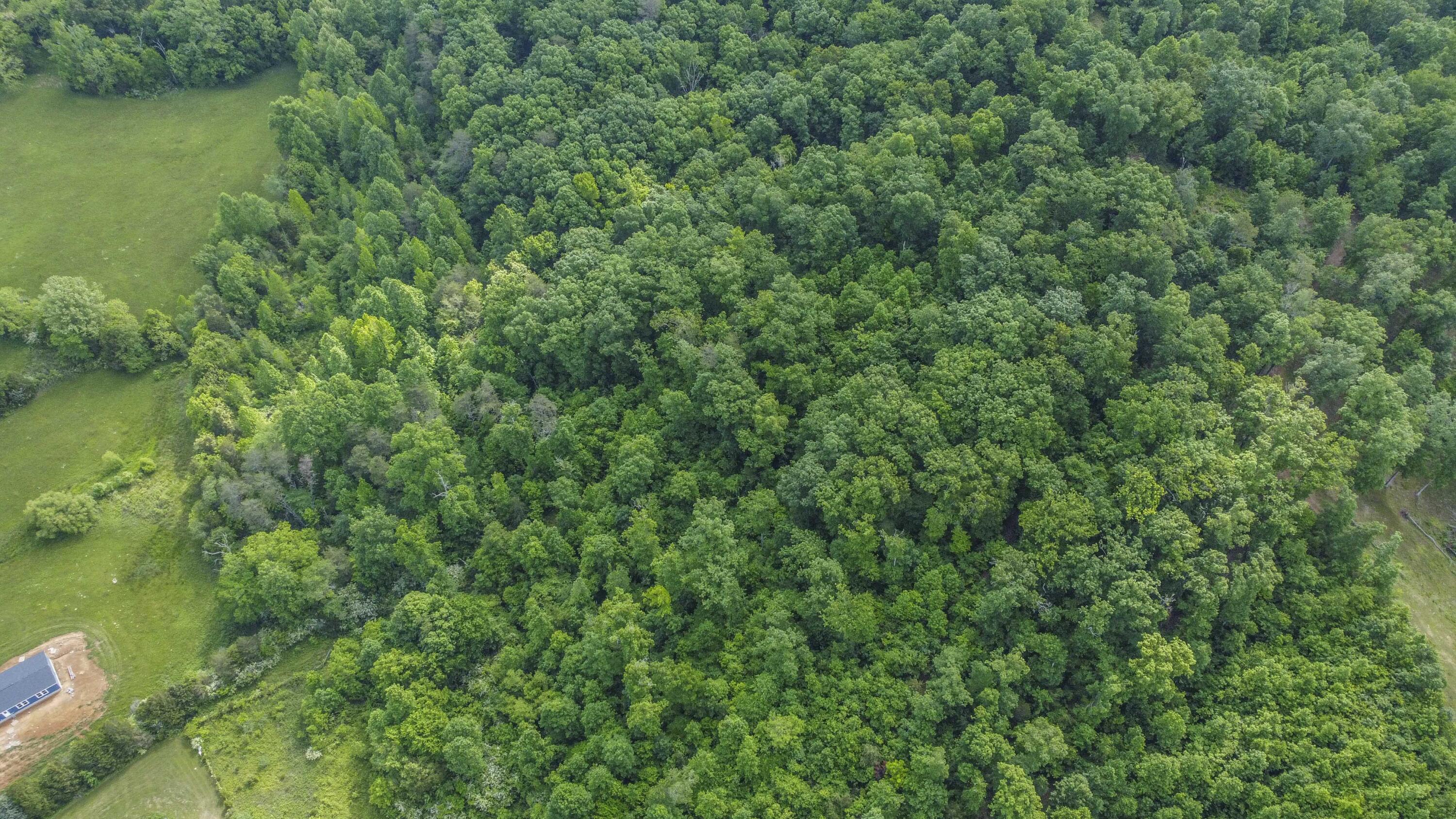 234 Laurel Bluff Road