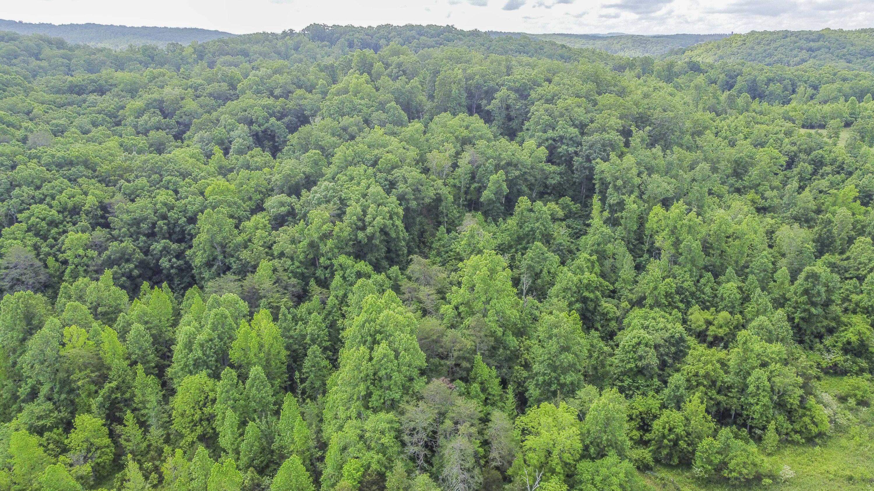 234 Laurel Bluff Road