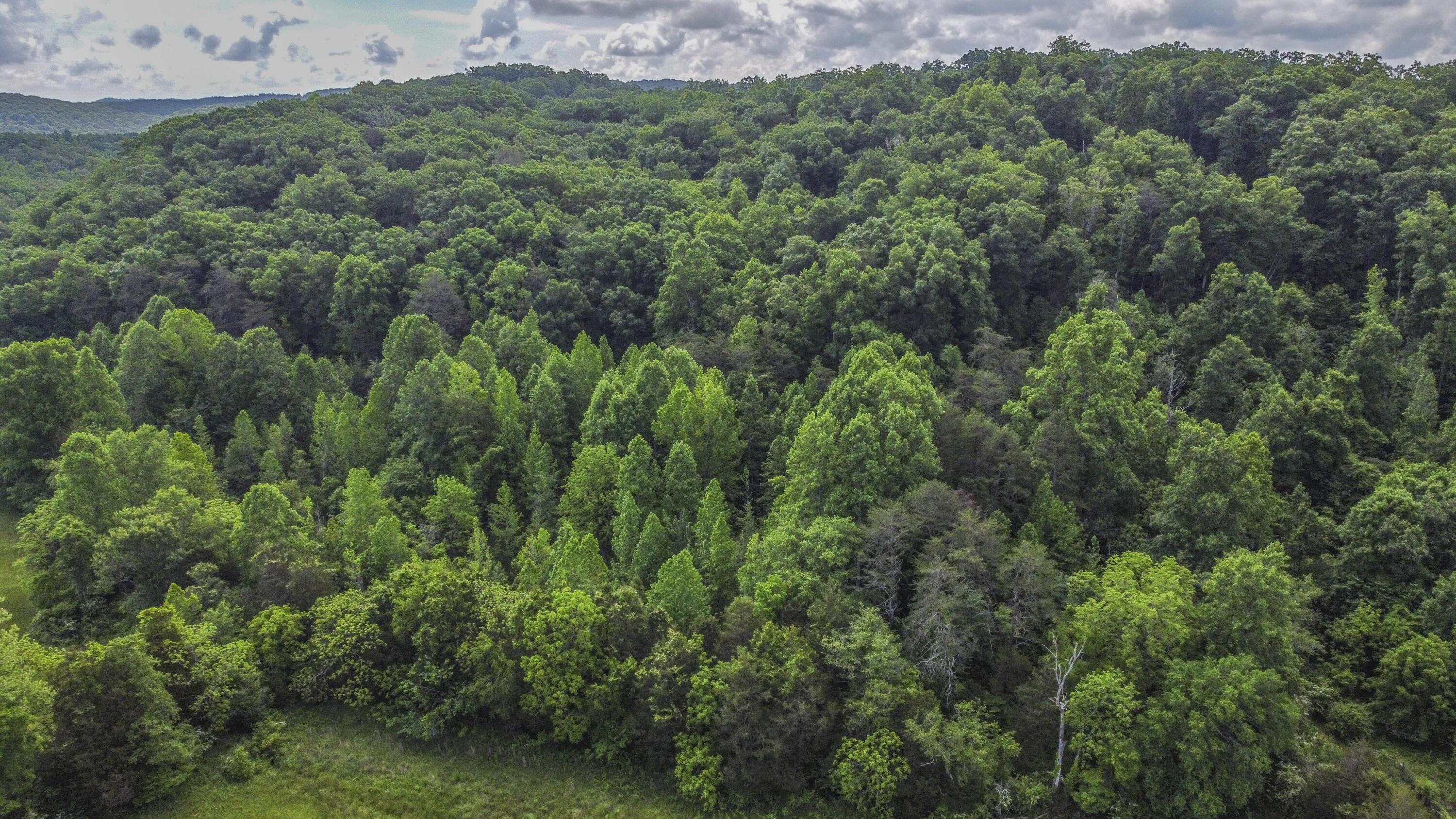 234 Laurel Bluff Road