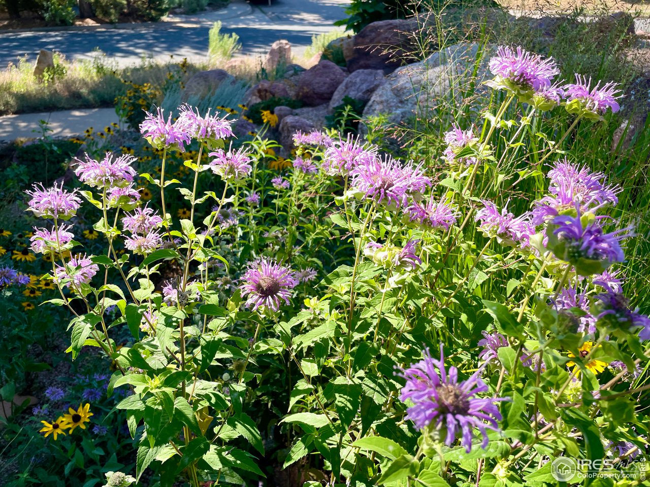 1385 Bear Mountain Dr 1385-D