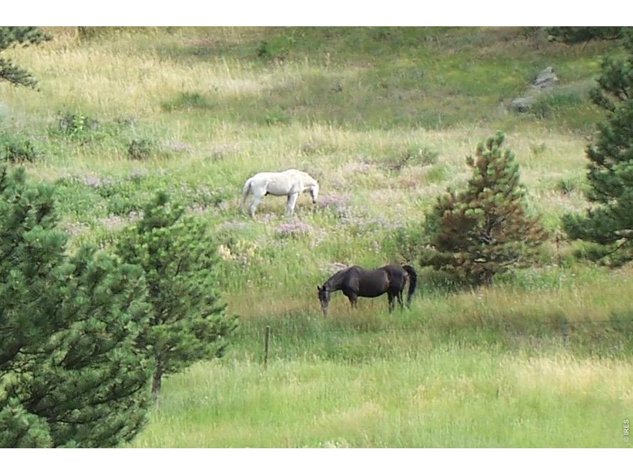 Two horses graze in a grassy meadow dotted with pine trees.