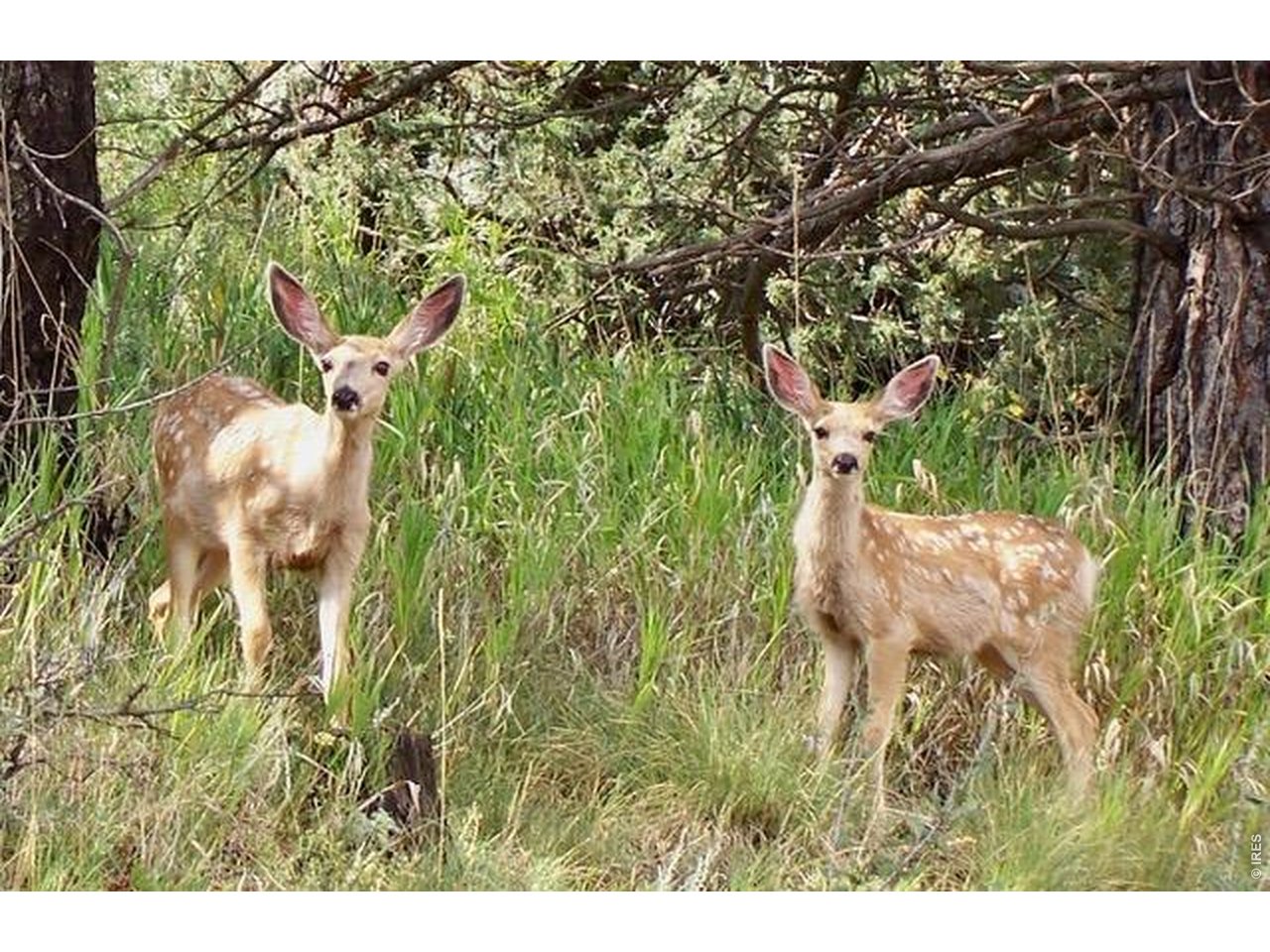 Two young deer stand in tall grass beneath trees.