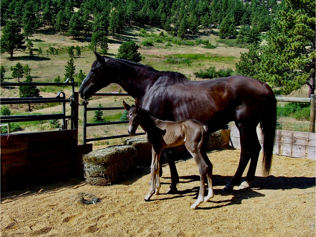 A mare stands beside her foal in a fenced paddock with a pine-covered hillside beyond.