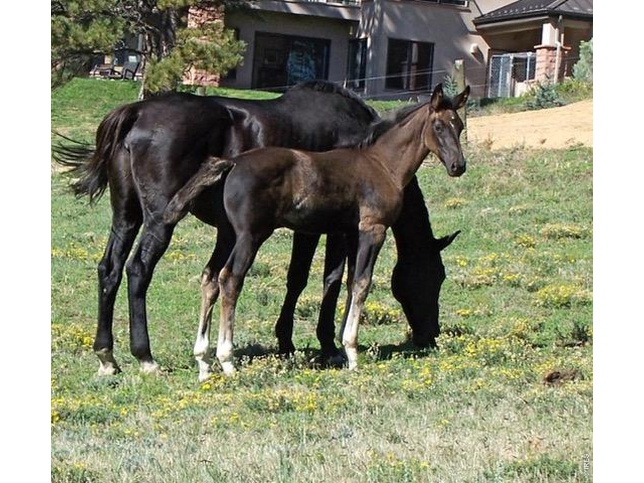 Two horses graze in a grassy yard in front of a house.