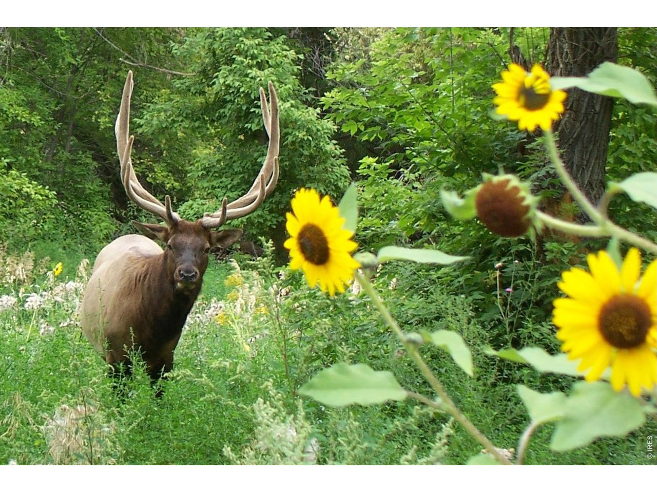 Elk with large antlers standing among wildflowers and sunflowers in wooded grounds.