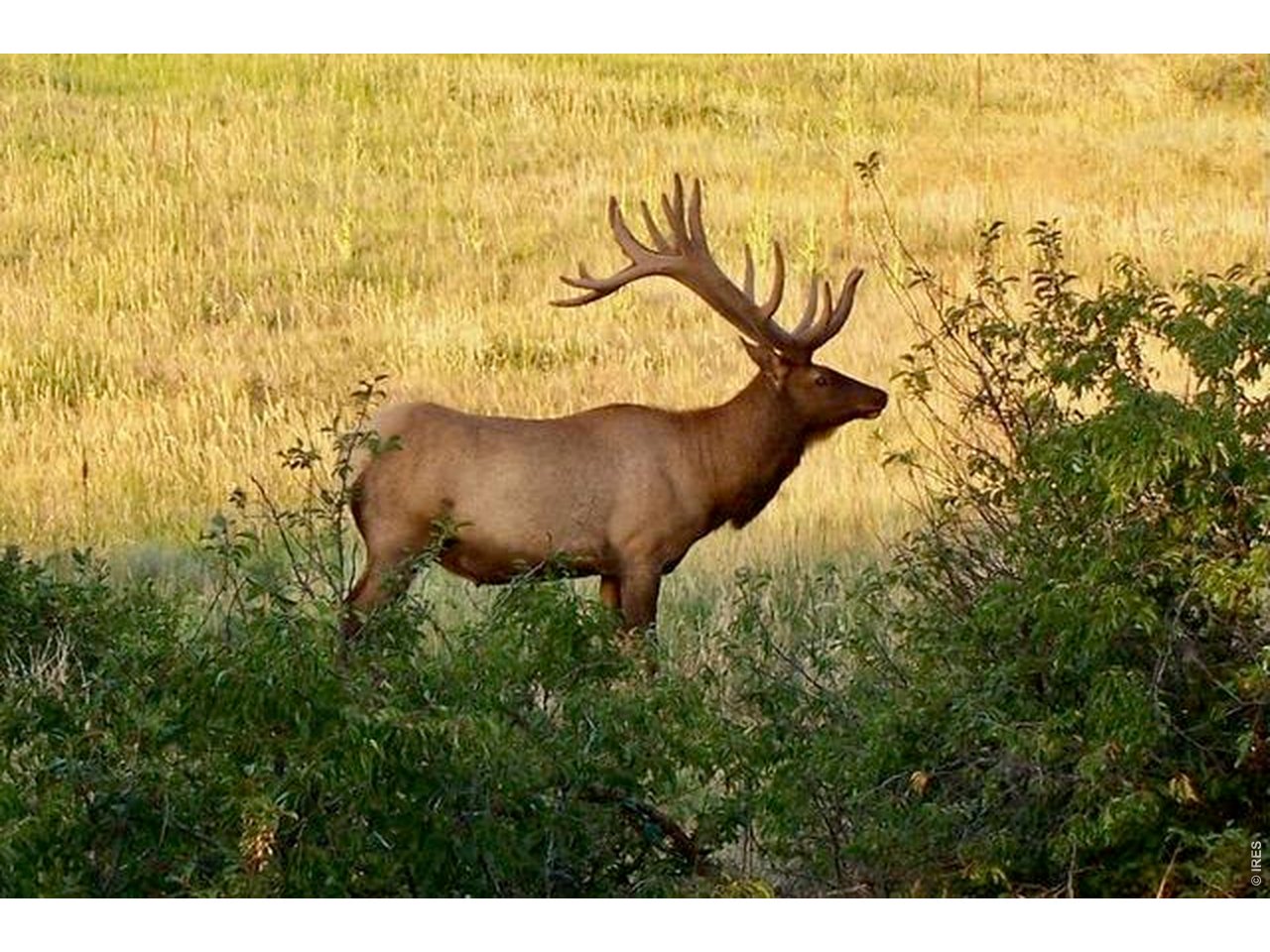 Bull elk standing among shrubs in a sunlit grassy meadow.