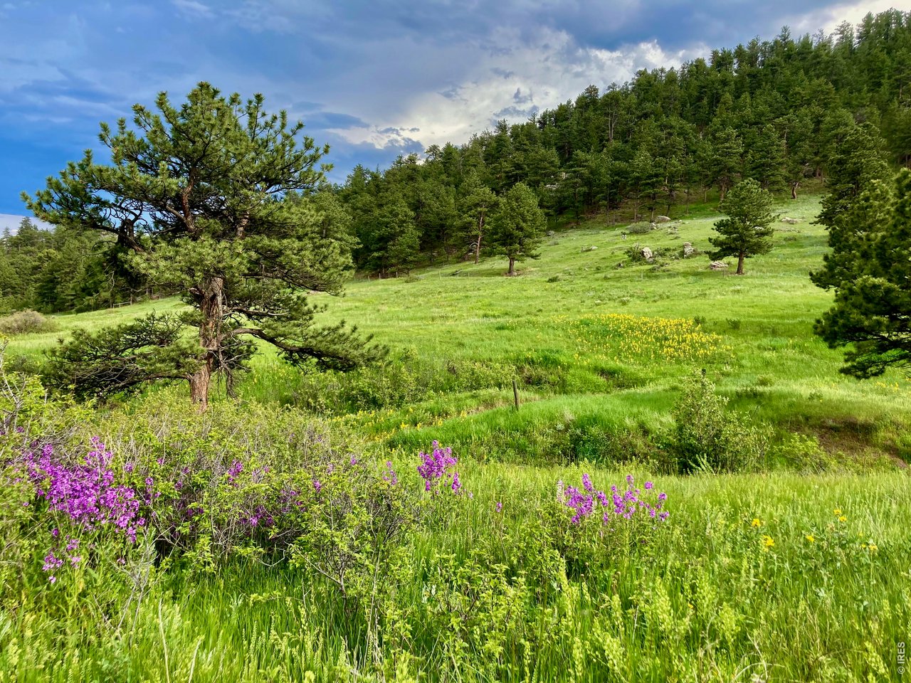 Grassy hillside with pine trees, purple wildflowers, and a wooded slope.