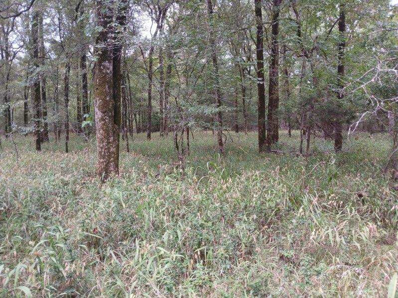 TBD County Road 4700