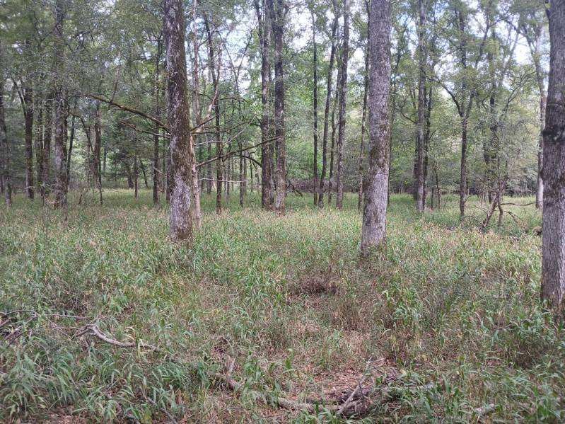 TBD County Road 4700