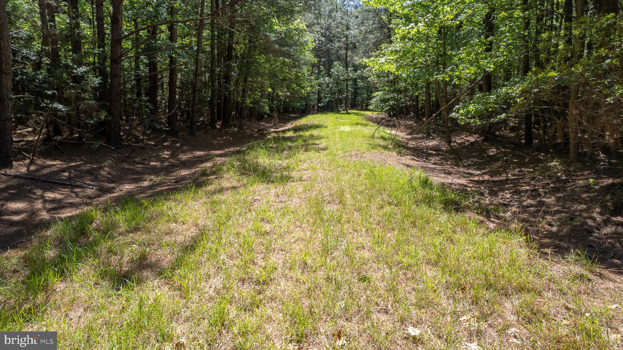 DORCHESTER COUNTY HUNTING LAND