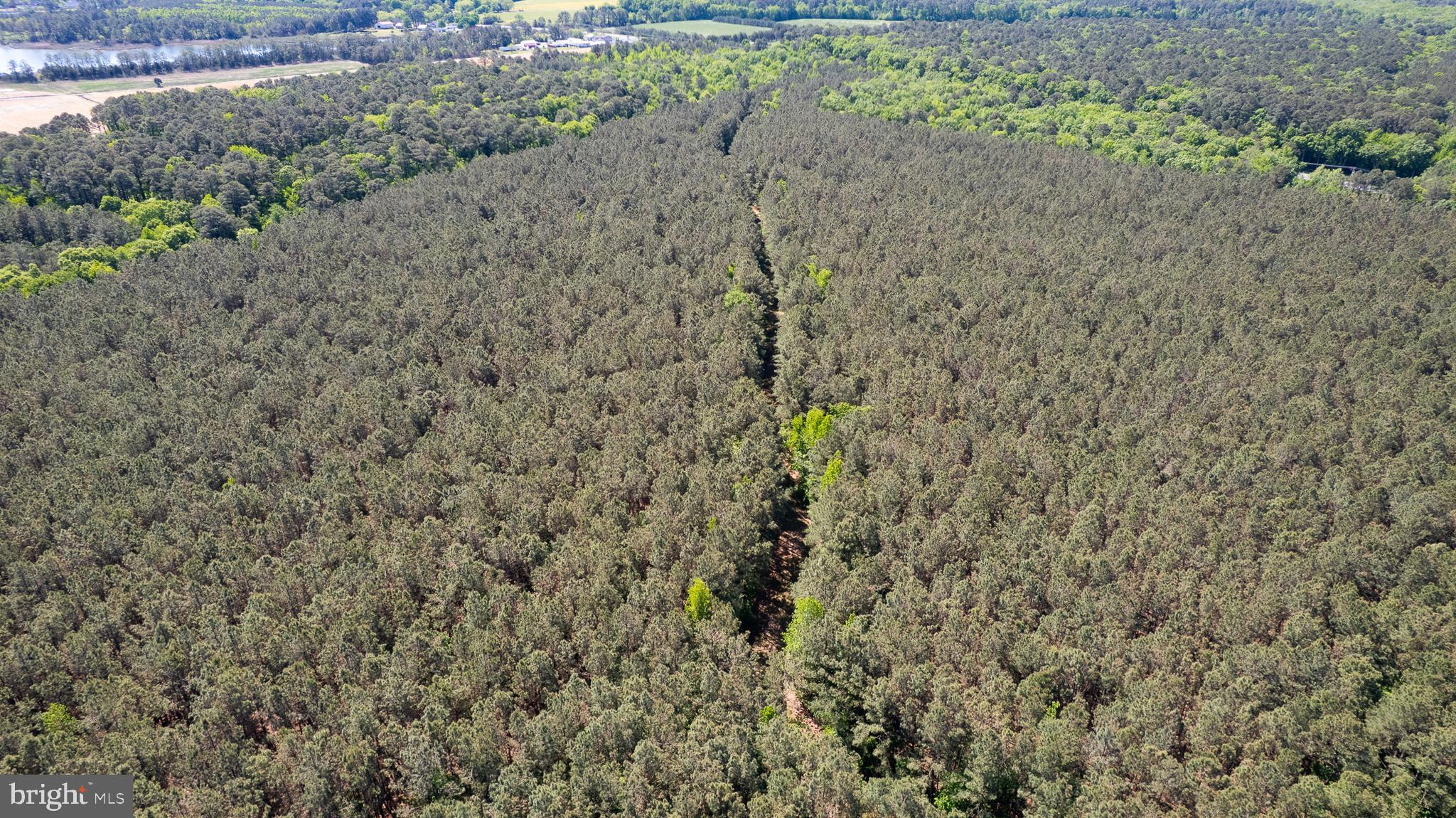 DORCHESTER COUNTY HUNTING LAND