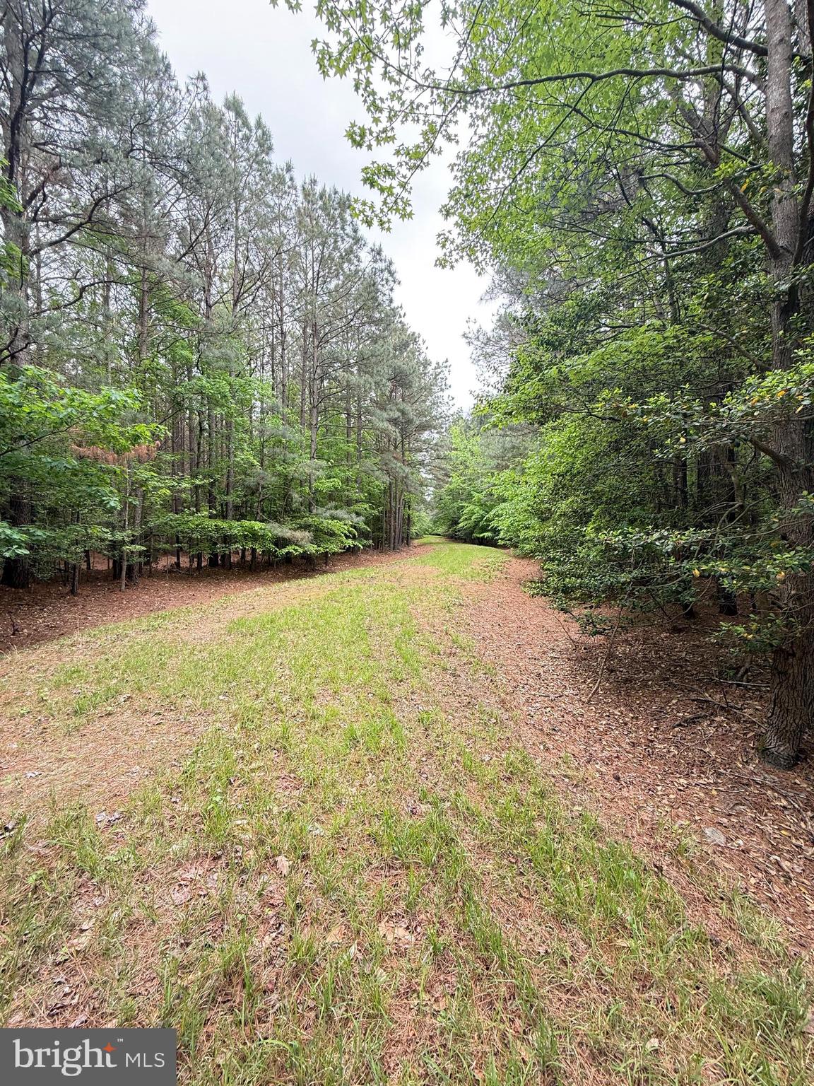 DORCHESTER COUNTY HUNTING LAND