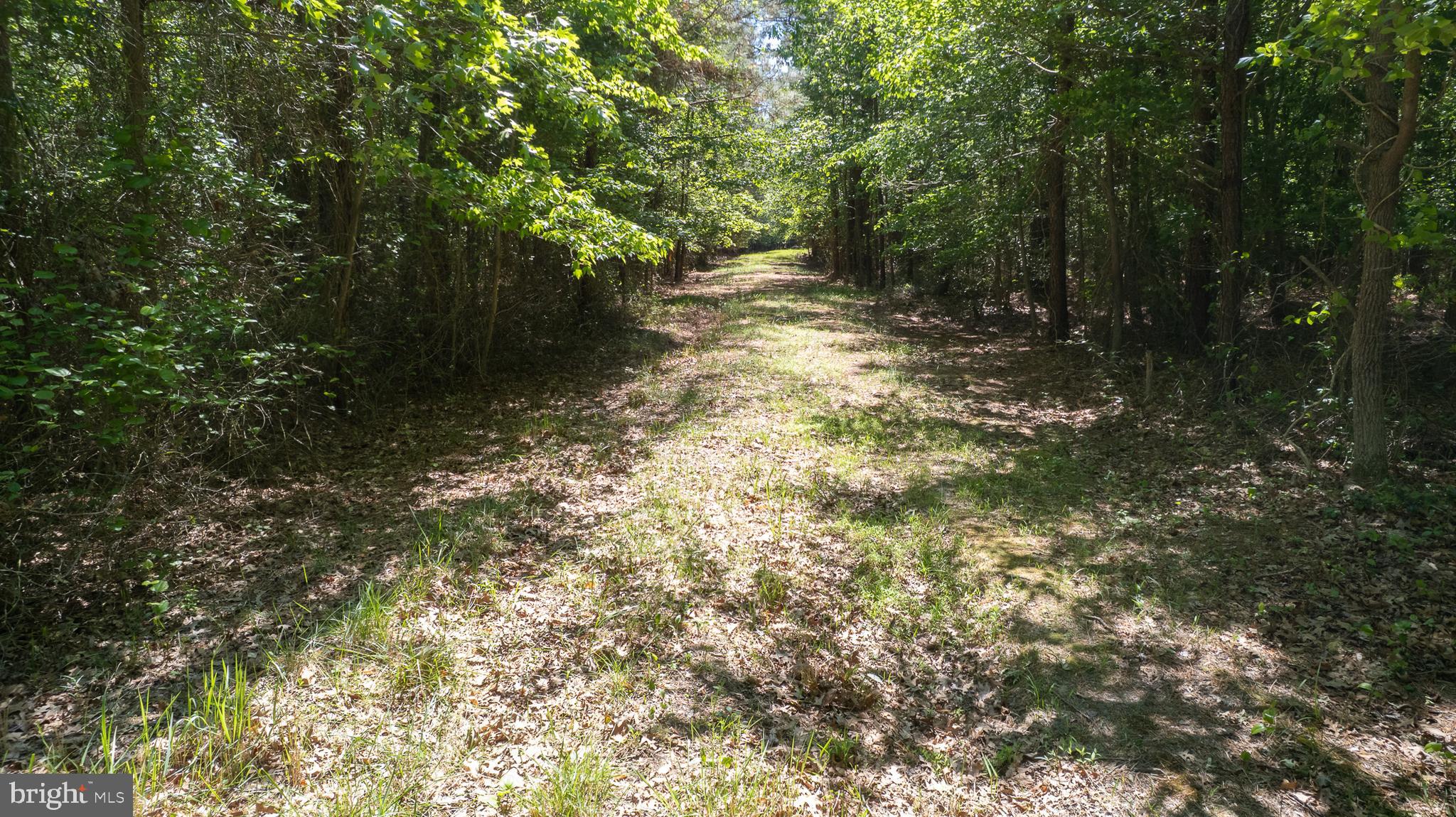 DORCHESTER COUNTY HUNTING LAND
