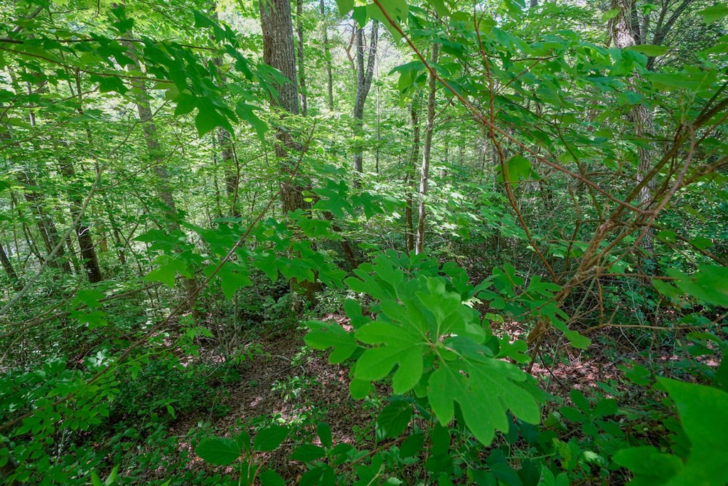 Lot 34 Ownby Circle Circle