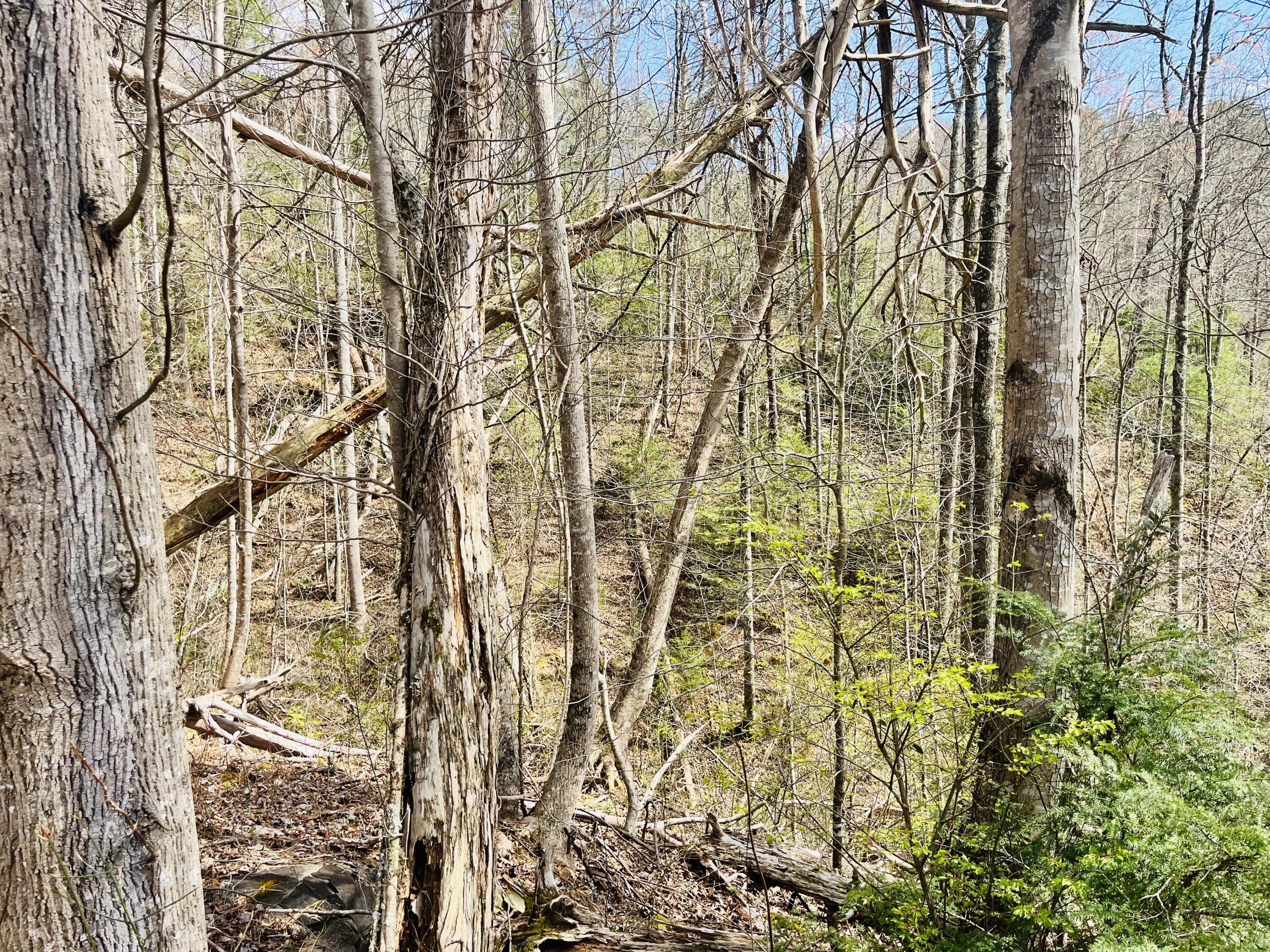 Lot 3 Sassafras Trail Trail