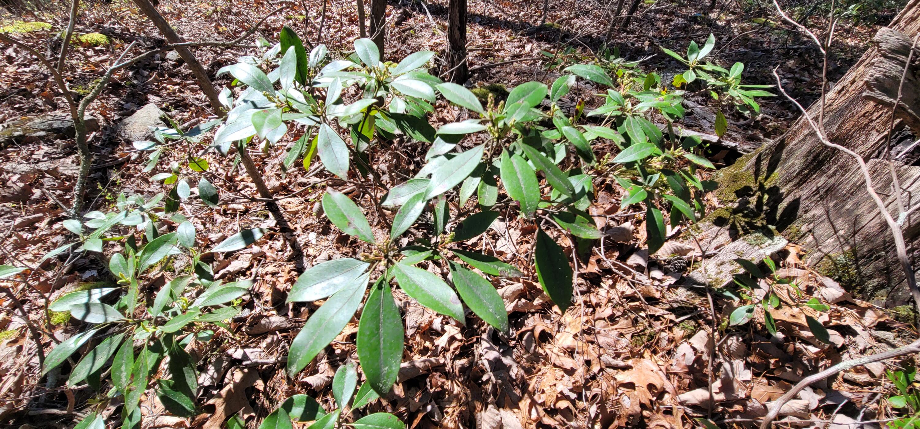 Lot 37A Chinquapin