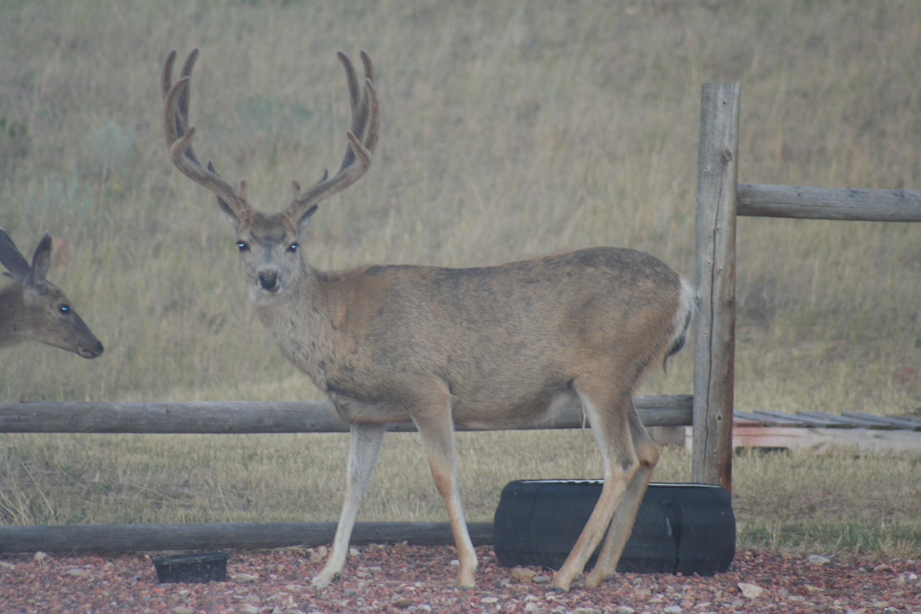 593 Lower Prairie Dog Road