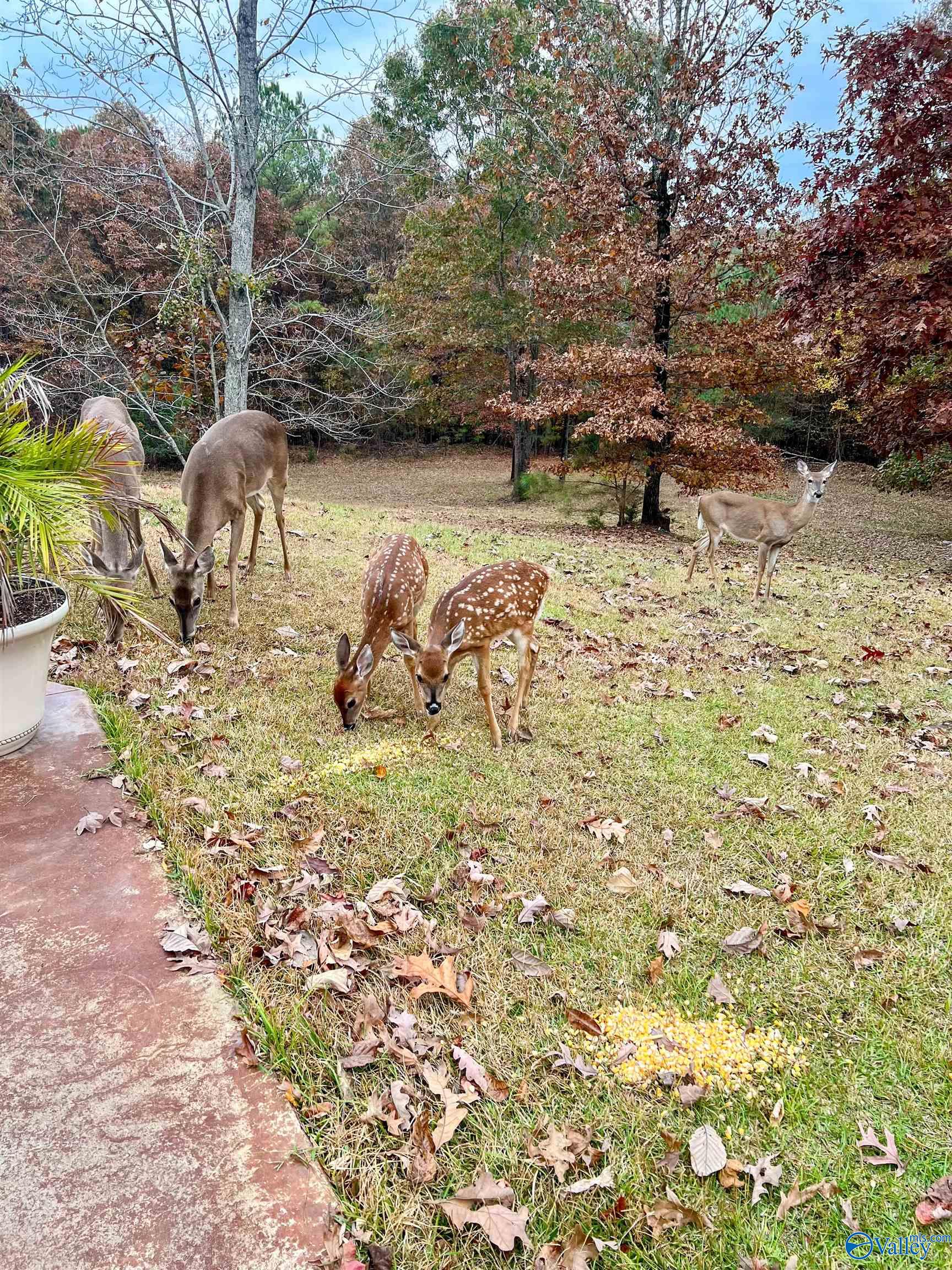 2000 Buttahatchee Drive