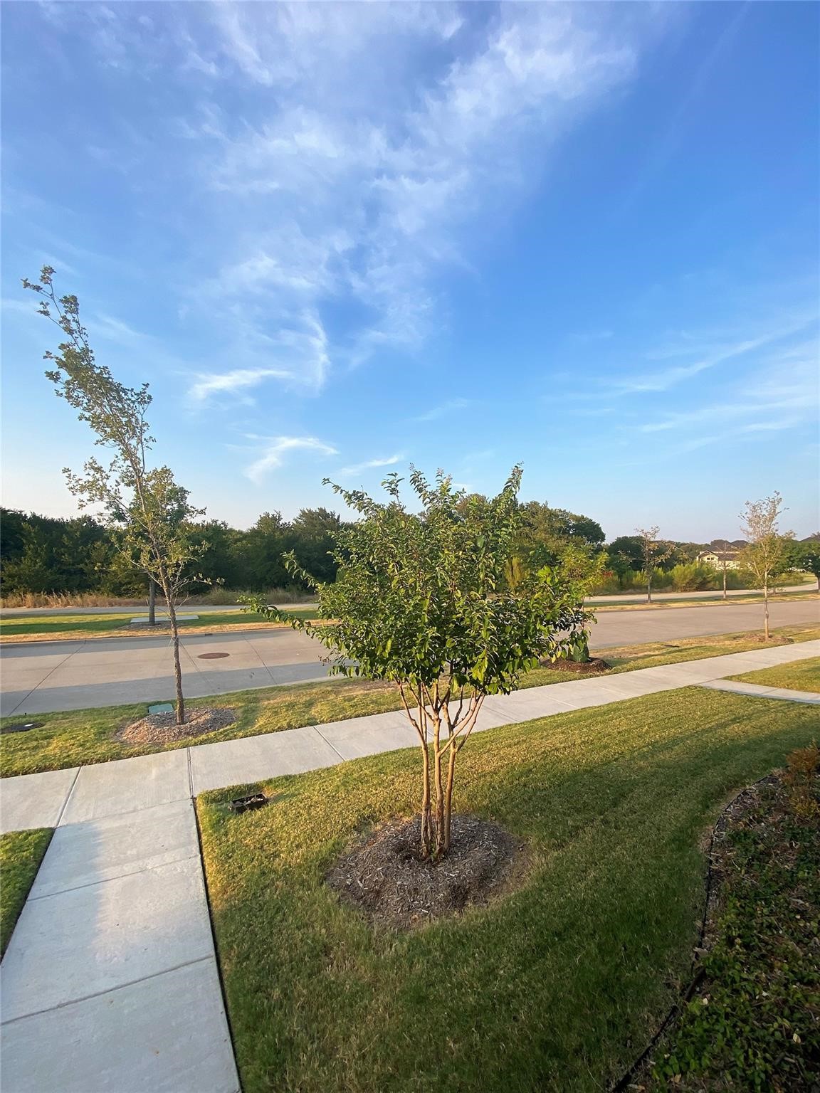 Landscaped front lawn with young trees beside a sidewalk and quiet residential street.