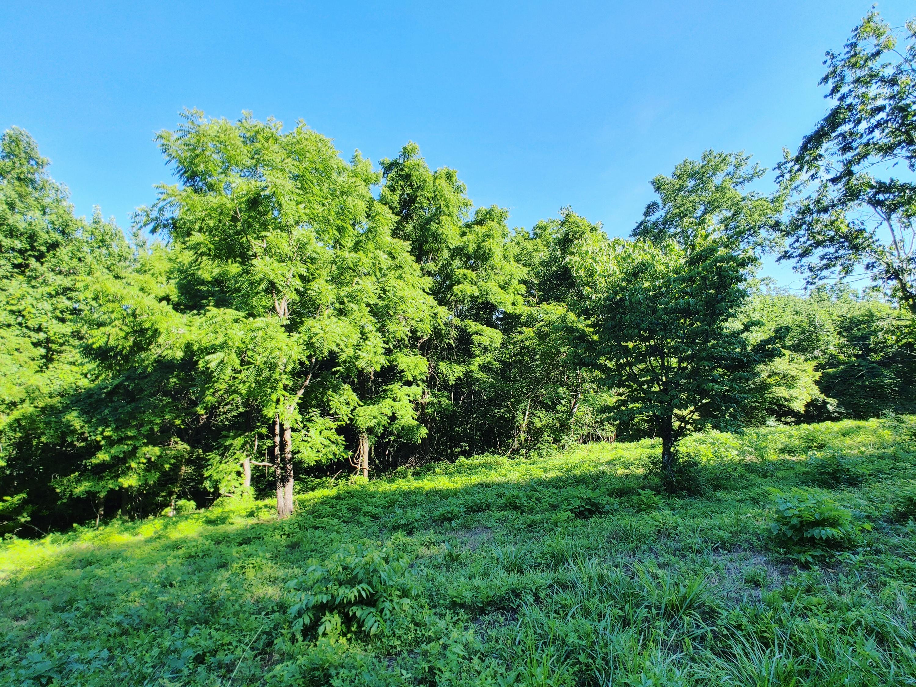 Shanghai Landing Lane, LaFollette