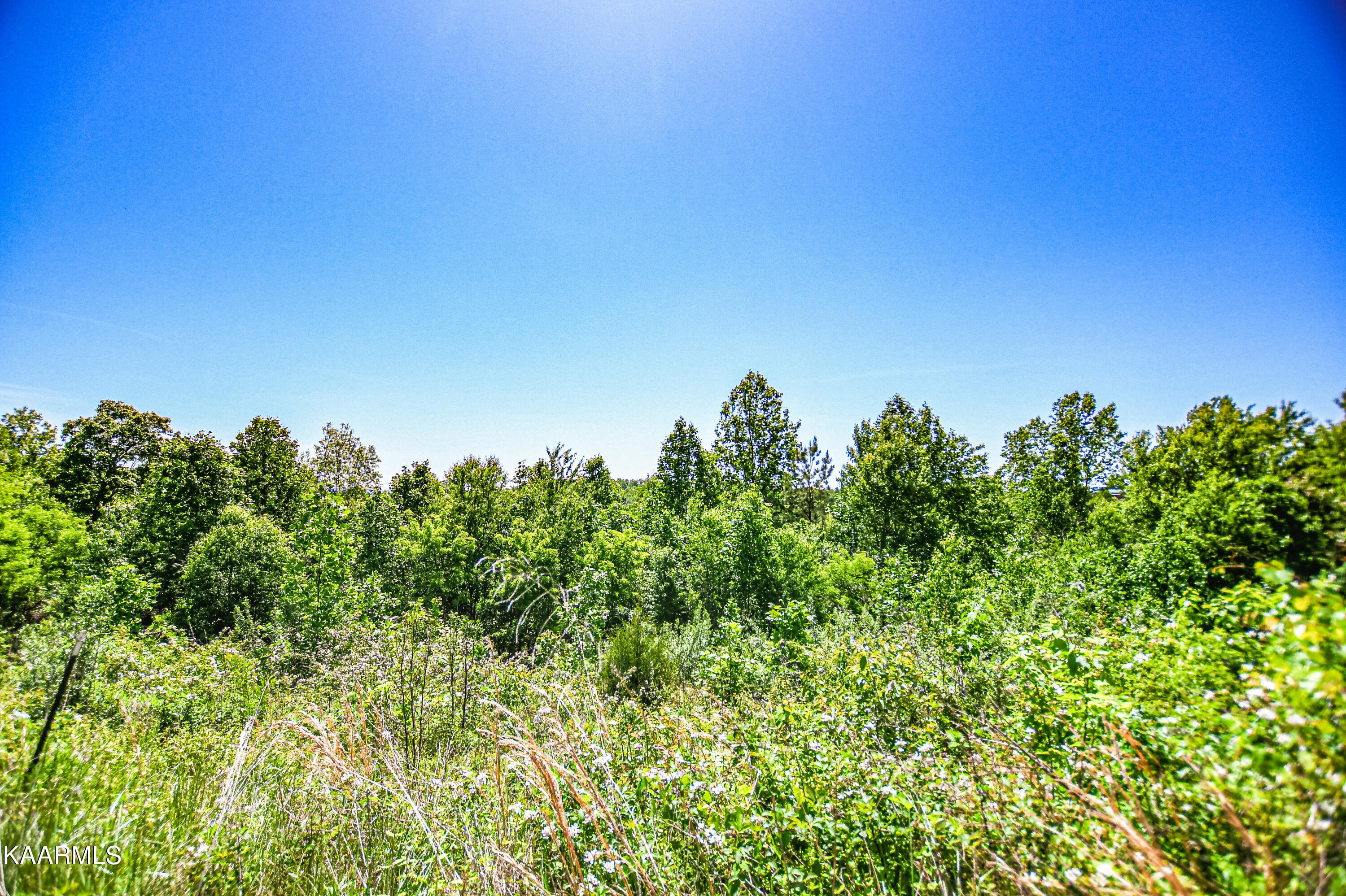 Lynn Lane, LaFollette