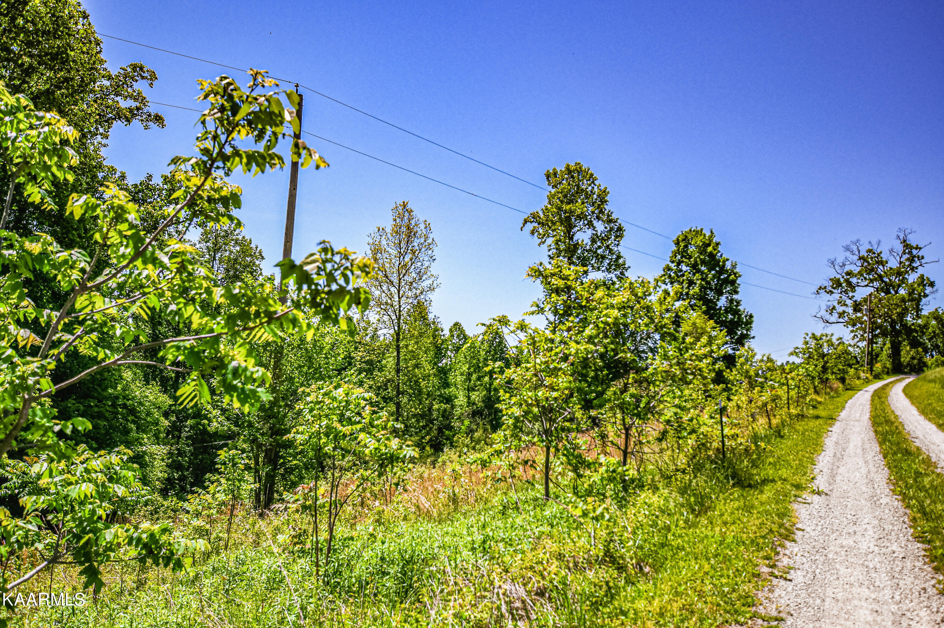 Lynn Lane, LaFollette