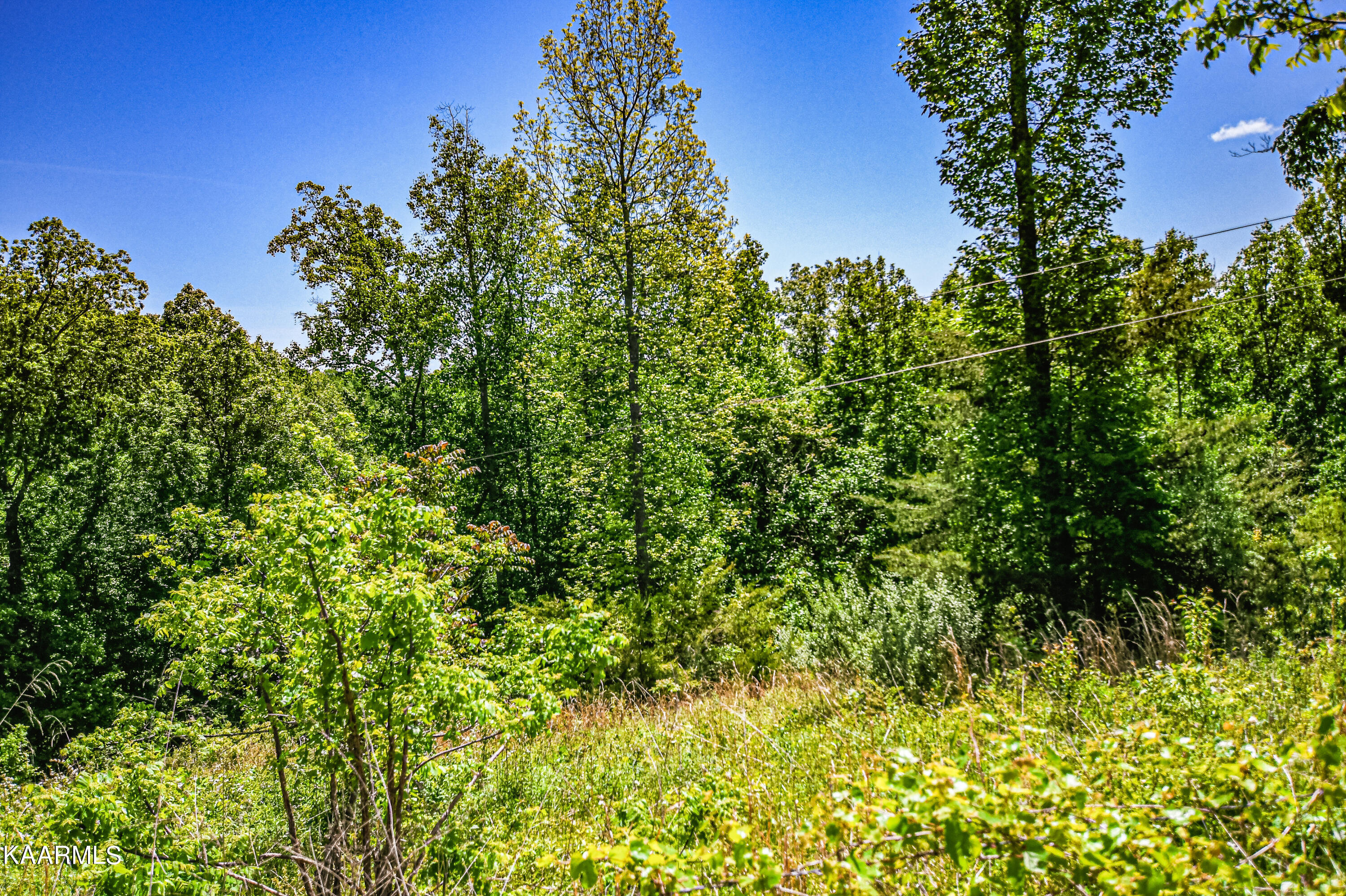 Lynn Lane, LaFollette