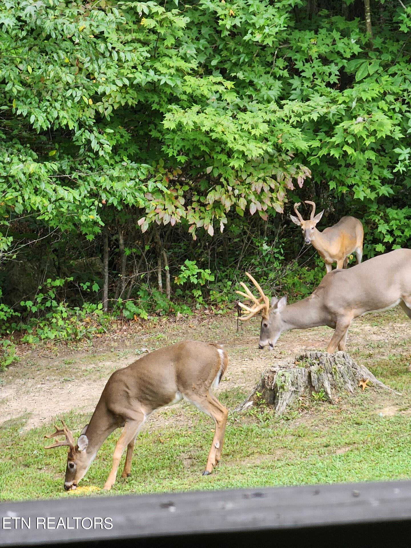 207 Little White Oak Rd