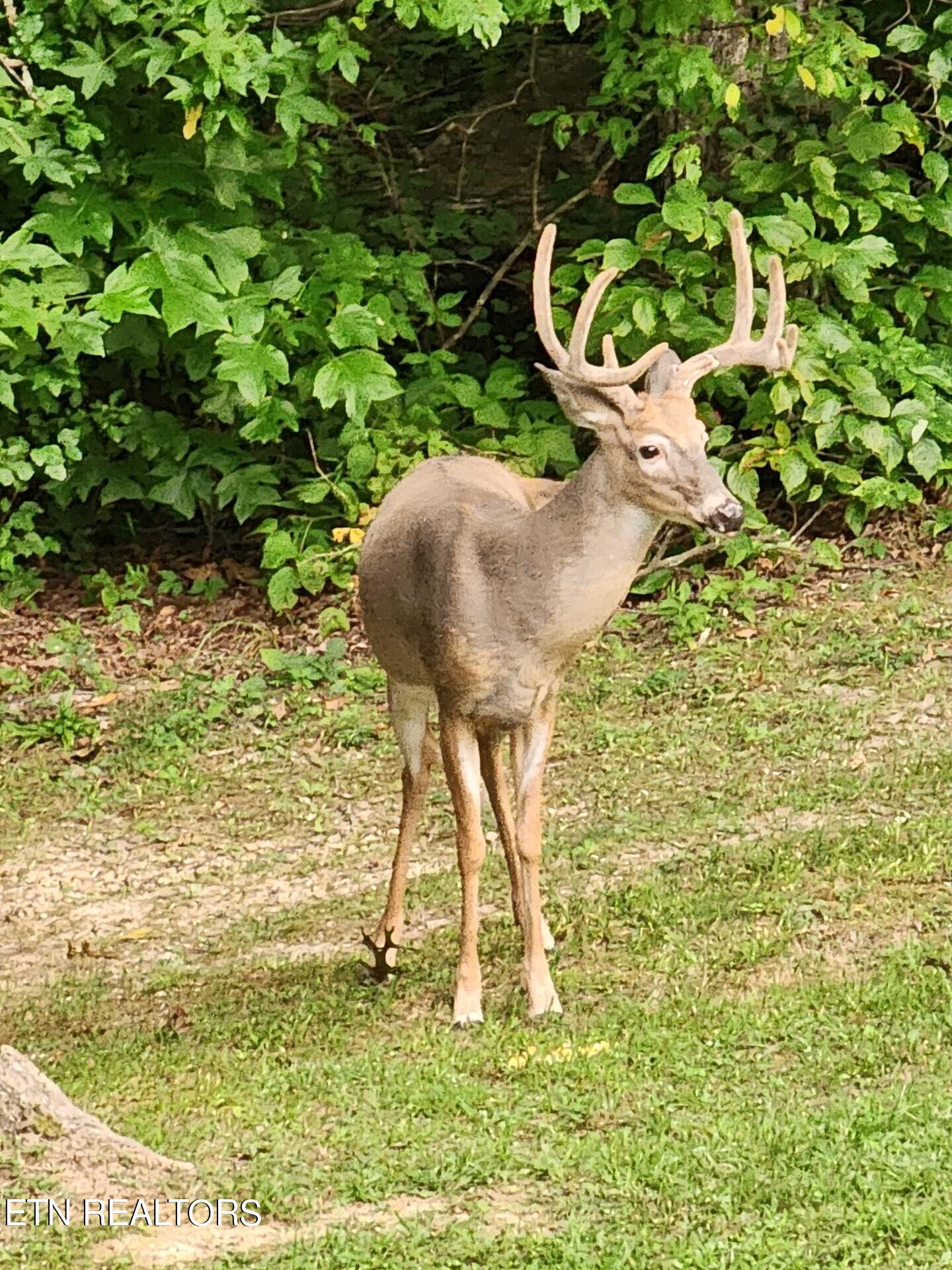 207 Little White Oak Rd