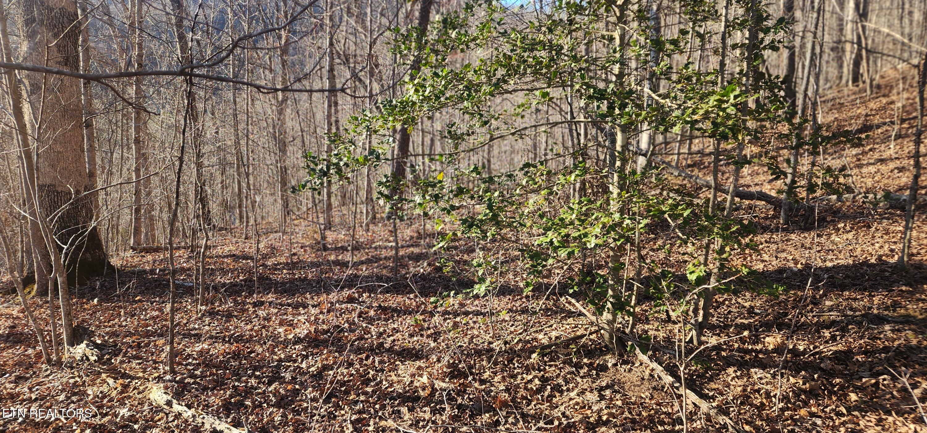 206 Lick Creek Lane, LaFollette