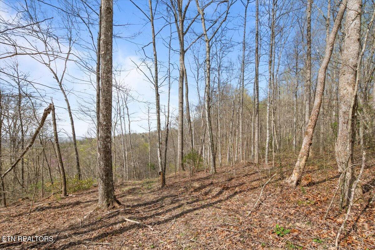 Arial Lane, LaFollette