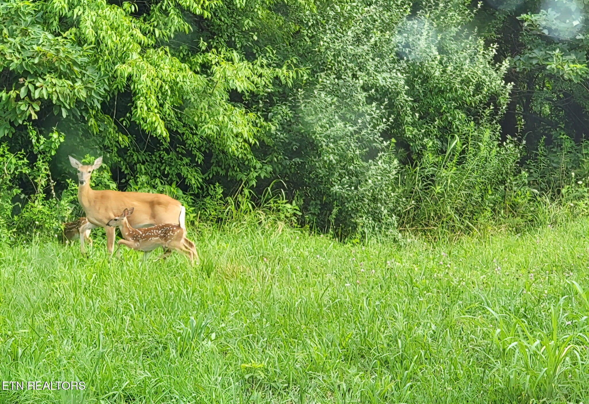 288 Forks Grove Rd, LaFollette