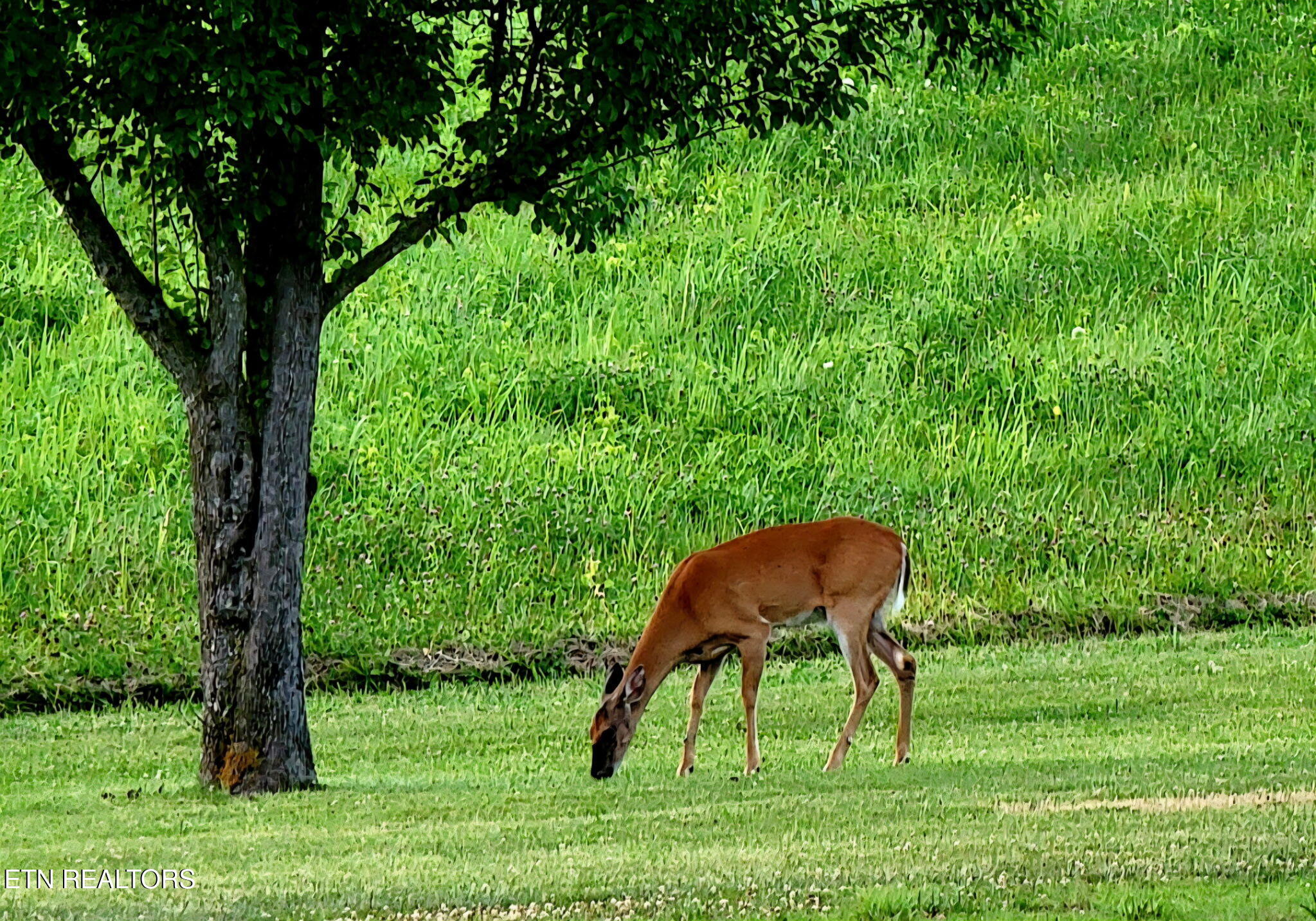 288 Forks Grove Rd, LaFollette