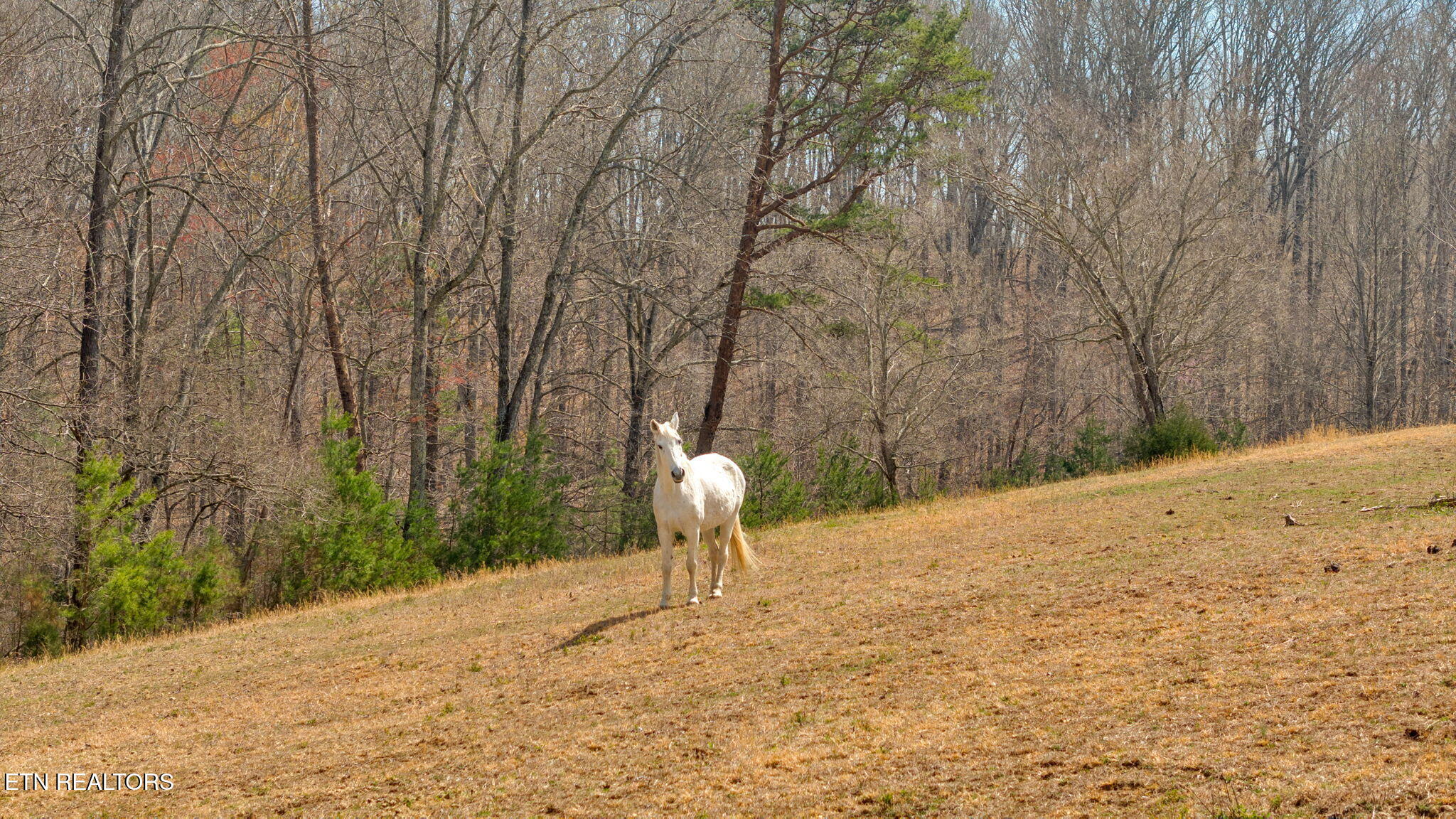 299 Tar Town Hollow Lane, LaFollette