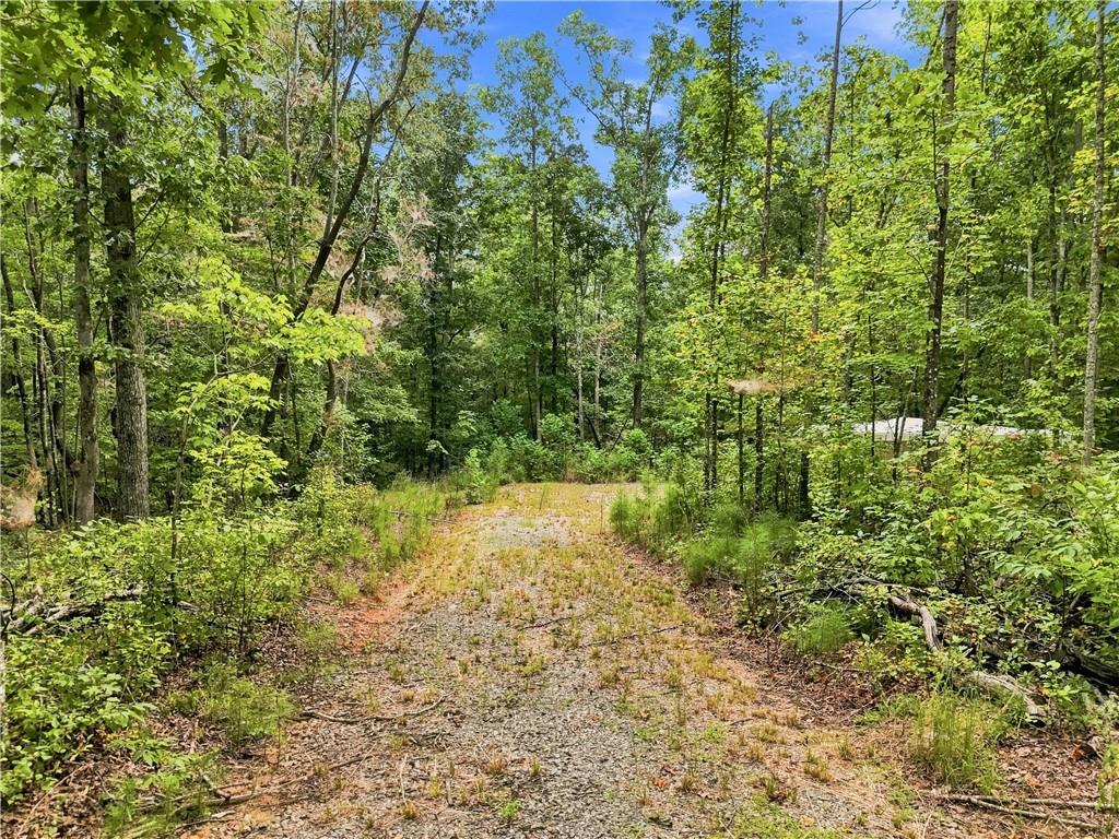 Gravel track winds through dense green woods, with a small structure partly visible to the right.