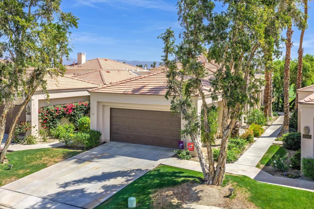 55080 Oak Tree A17