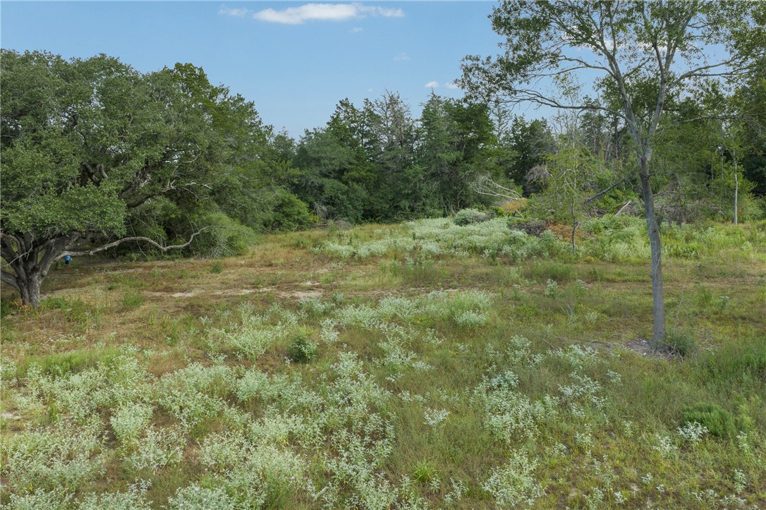 Brush-covered property clearing bordered by mature trees and woodland.