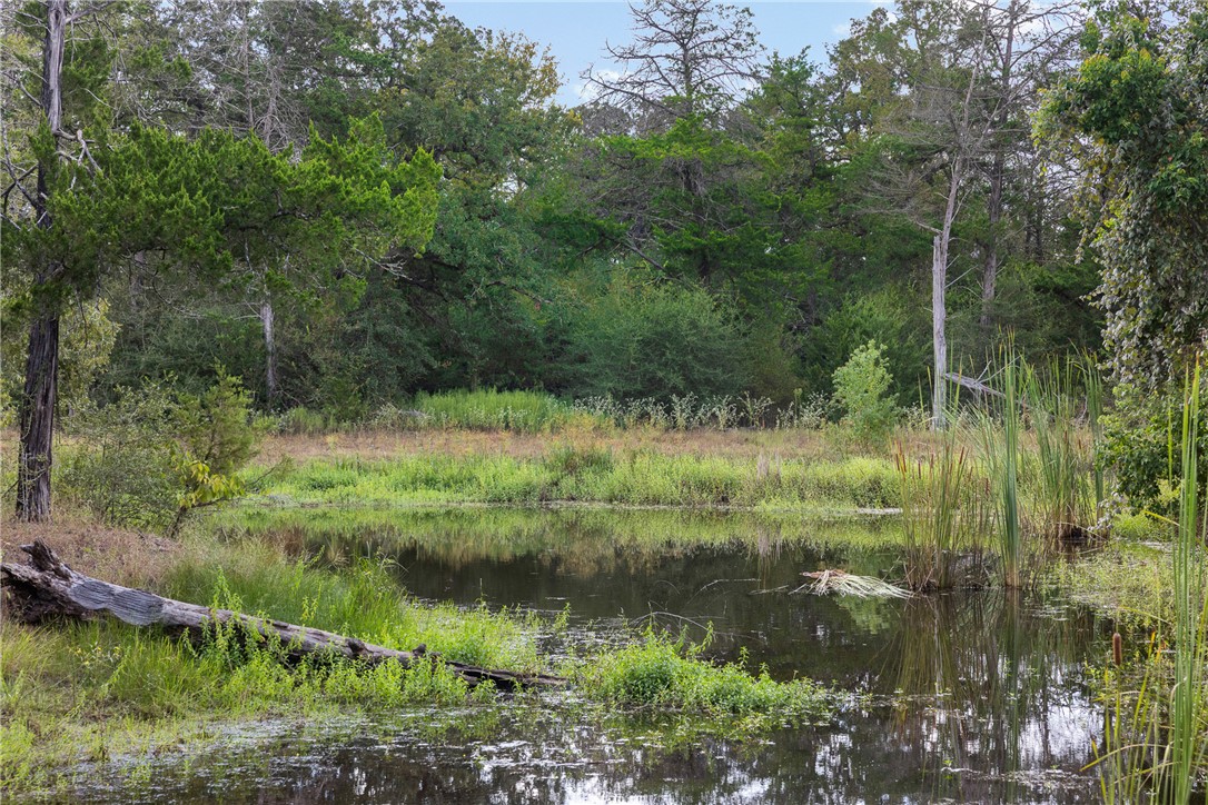 Small pond bordered by reeds and dense trees, with a fallen log in the foreground.