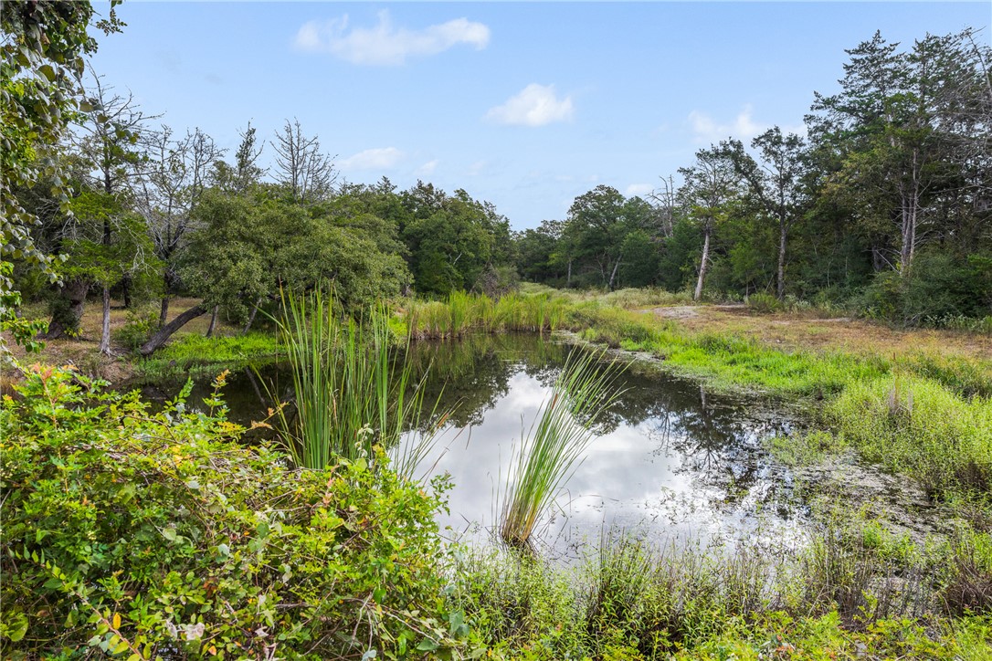 Wooded property pond edged with tall reeds and grasses, reflecting the sky.