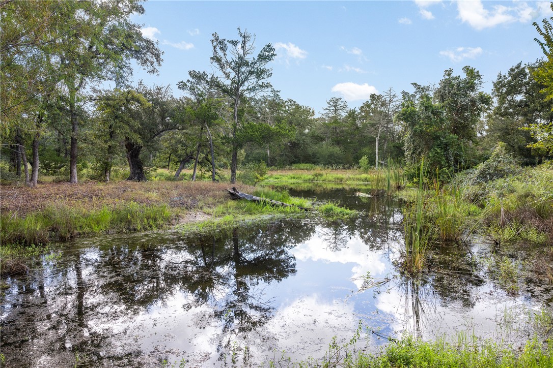 Wooded pond with tall reeds and reflections of trees and clouds.