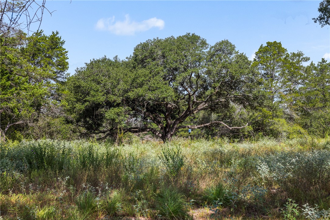 Wooded property with a large spreading oak tree surrounded by tall grasses.